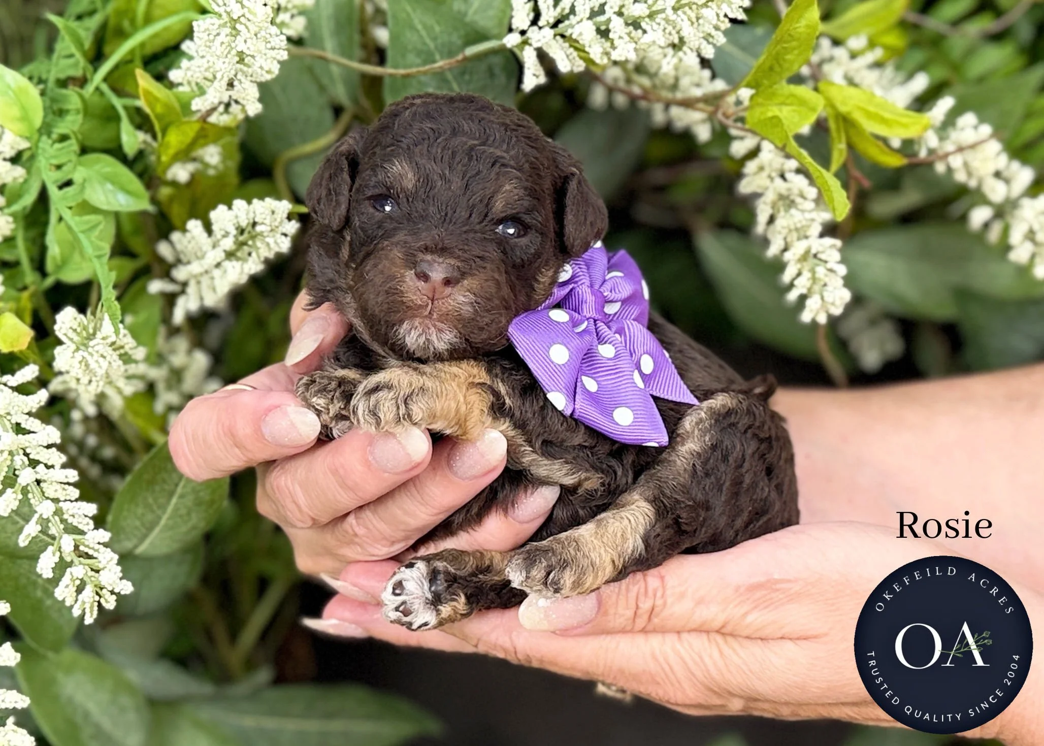 Rosie-F2b-Small-English-Teddy-Bear-Goldendoodle-Puppy-For-Sale-Okefeild-Acres-Missouri.jpg (Copy) (Copy)