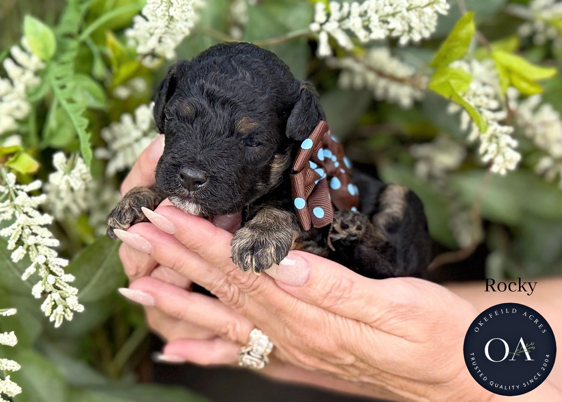 Rocky-F2b-Small-English-Teddy-Bear-Goldendoodle-Puppy-For-Sale-Okefeild-Acres-Missouri.jpg (Copy)