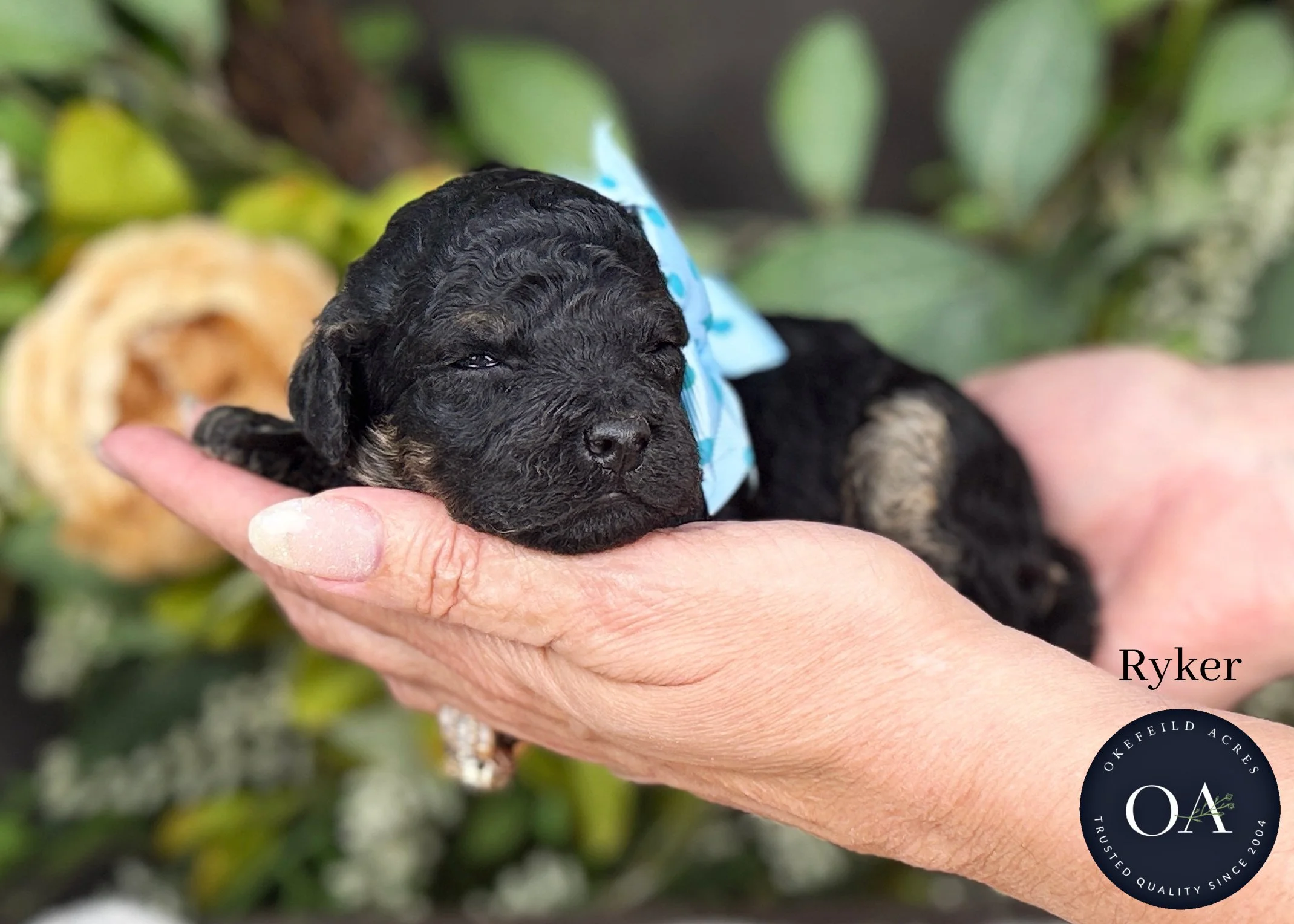 Ryker-F2b-Small-English-Teddy-Bear-Goldendoodle-Puppy-For-Sale-Okefeild-Acres-Missouri.jpg (Copy)