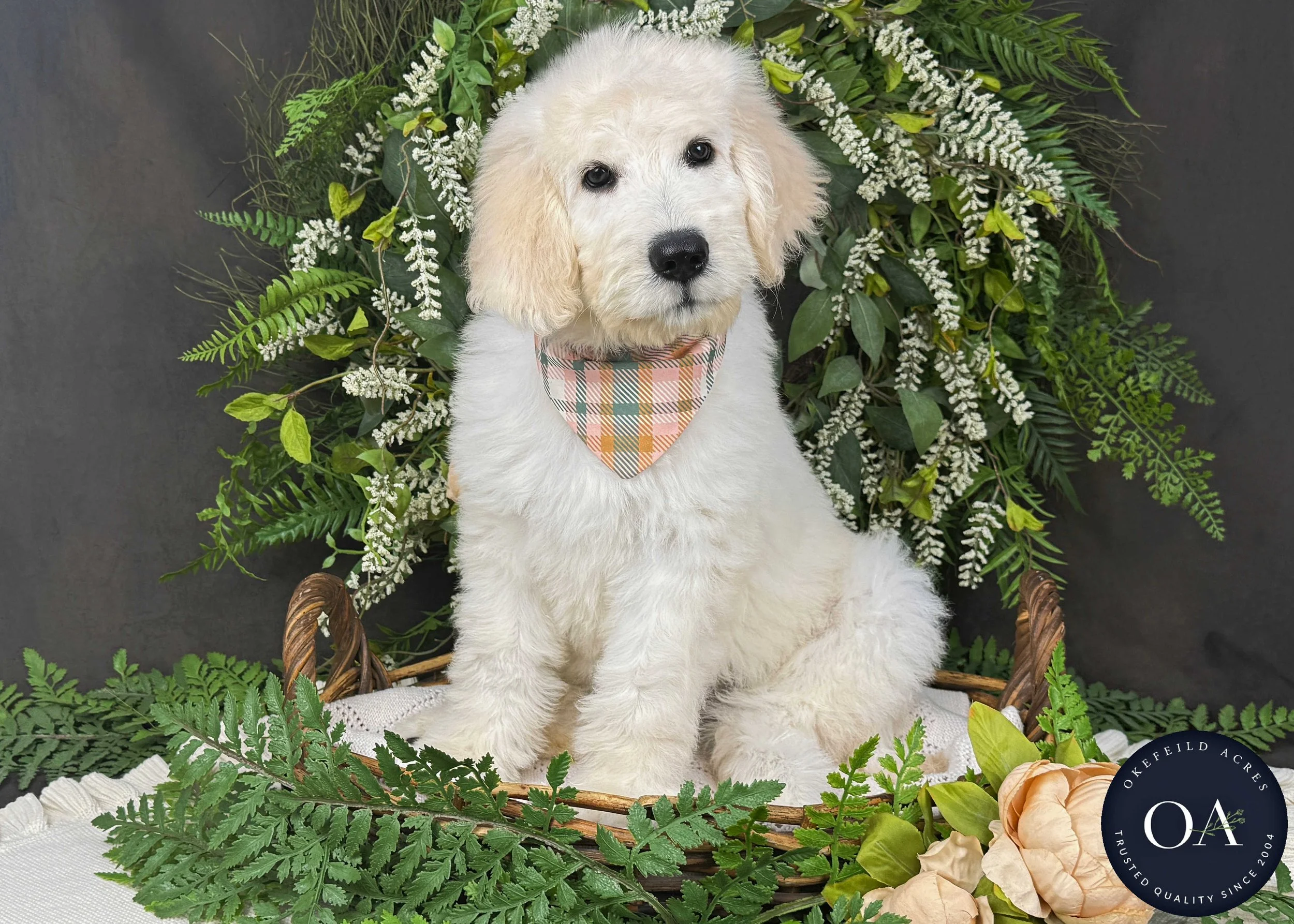 Kiara-F1-Standard-English-Teddy-Bear-Goldendoodle-Puppy-For-Sale-Okefeild-Acres-Missouri-1.jpg