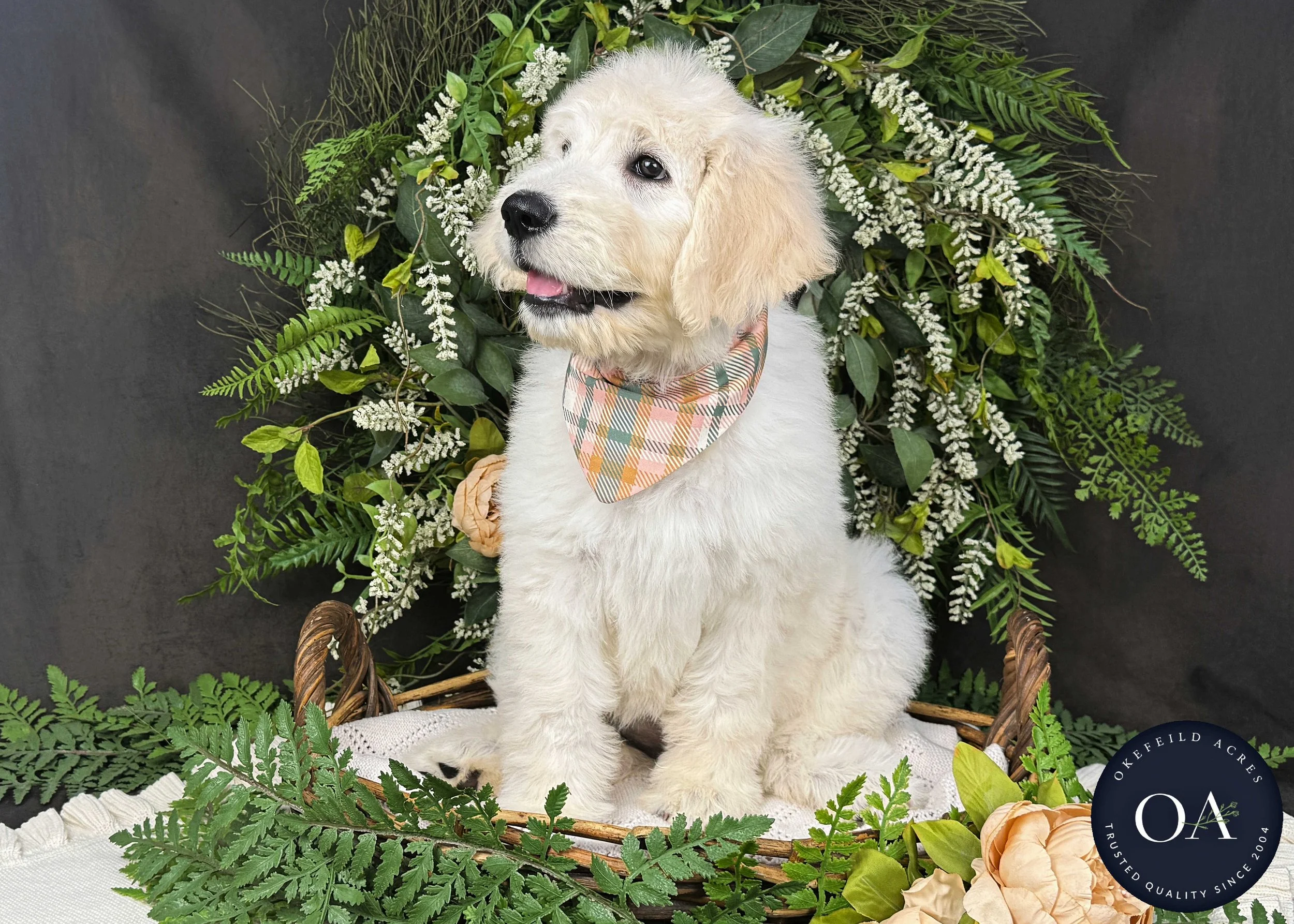 Kiara-F1-Standard-English-Teddy-Bear-Goldendoodle-Puppy-For-Sale-Okefeild-Acres-Missouri-2.jpg