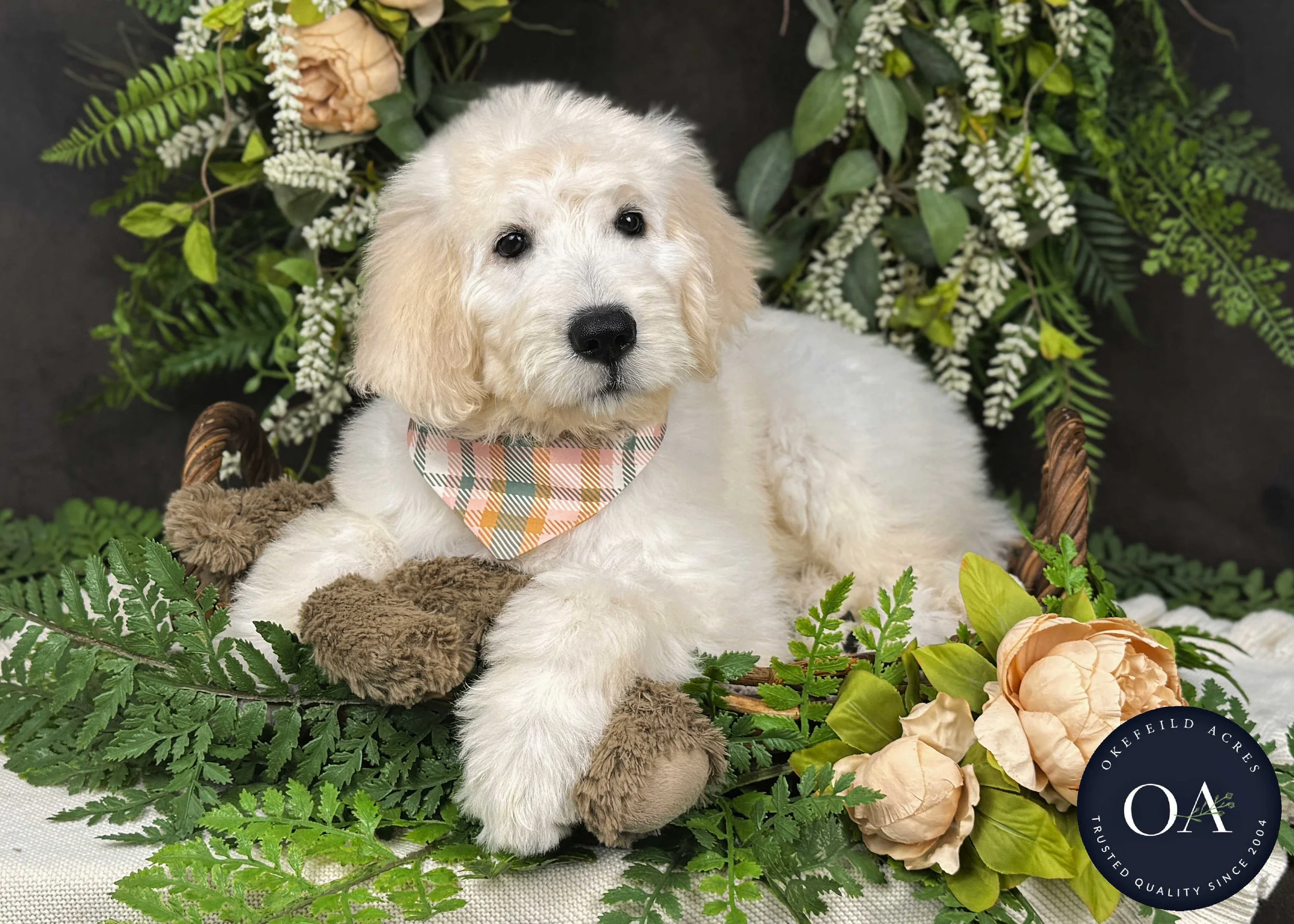 Kiara-F1-Standard-English-Teddy-Bear-Goldendoodle-Puppy-For-Sale-Okefeild-Acres-Missouri-3.jpg