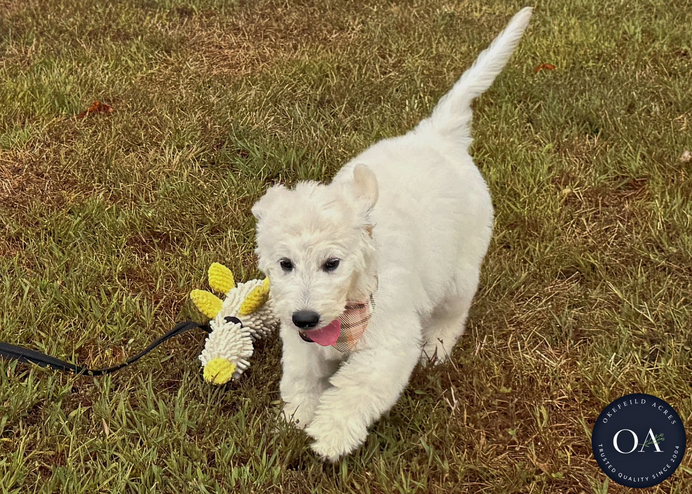 Kiara-F1-Standard-English-Teddy-Bear-Goldendoodle-Puppy-For-Sale-Okefeild-Acres-Missouri-5.jpg