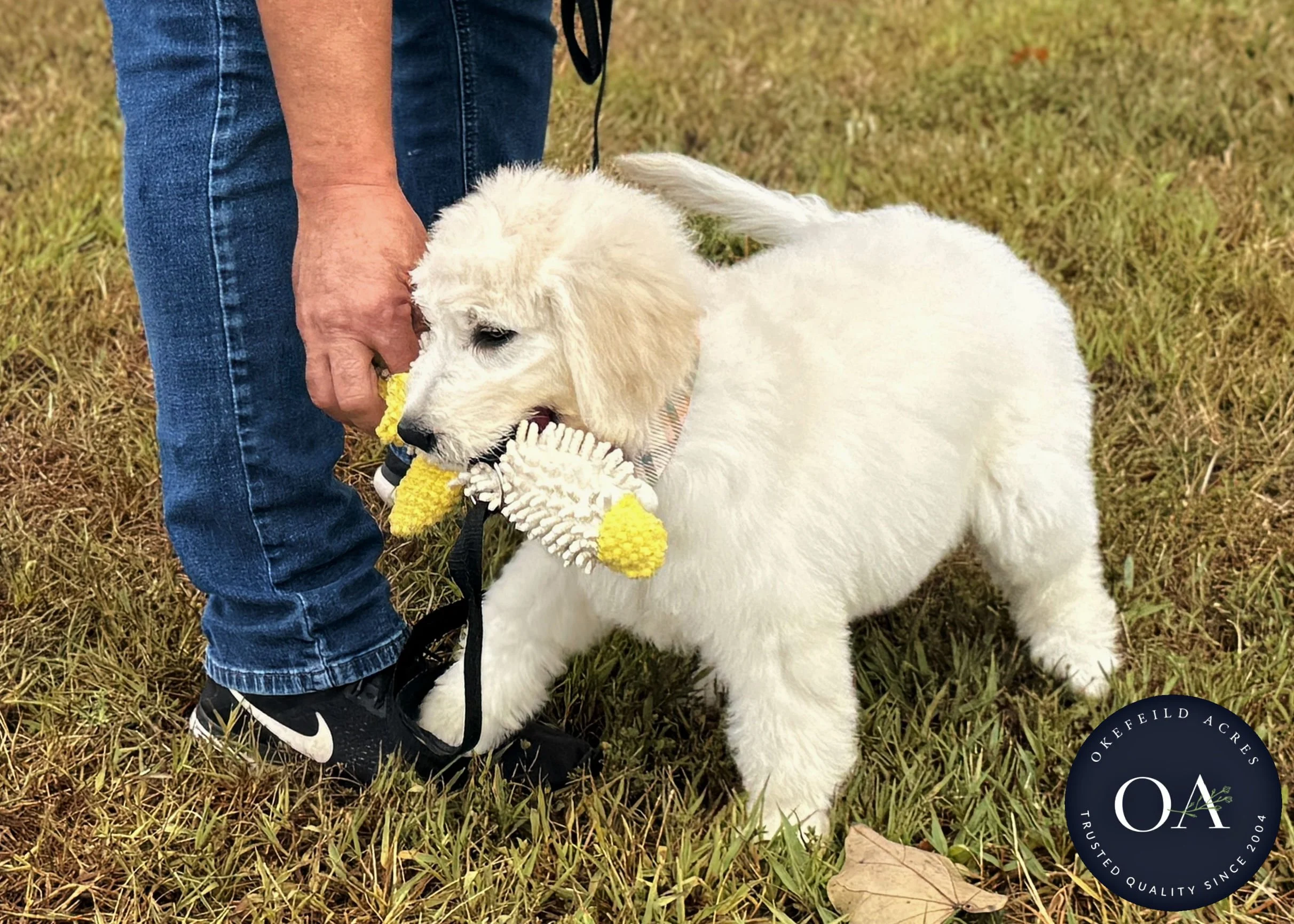 Kiara-F1-Standard-English-Teddy-Bear-Goldendoodle-Puppy-For-Sale-Okefeild-Acres-Missouri-7.jpg