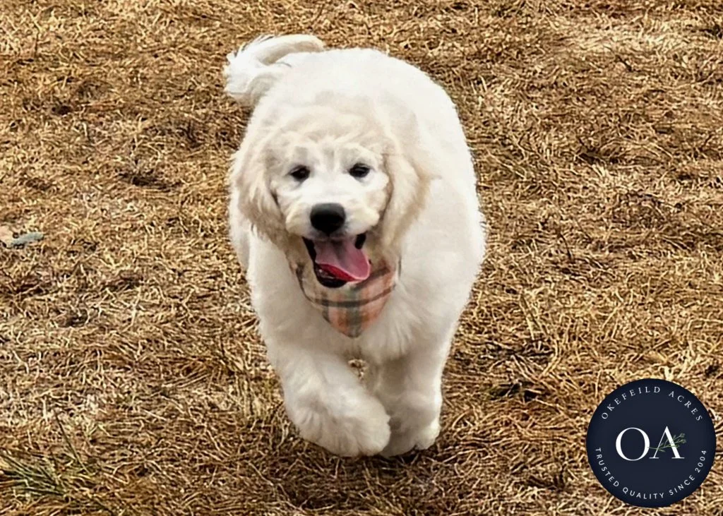 Kiara-F1-Standard-English-Teddy-Bear-Goldendoodle-Puppy-For-Sale-Okefeild-Acres-Missouri-8.jpg