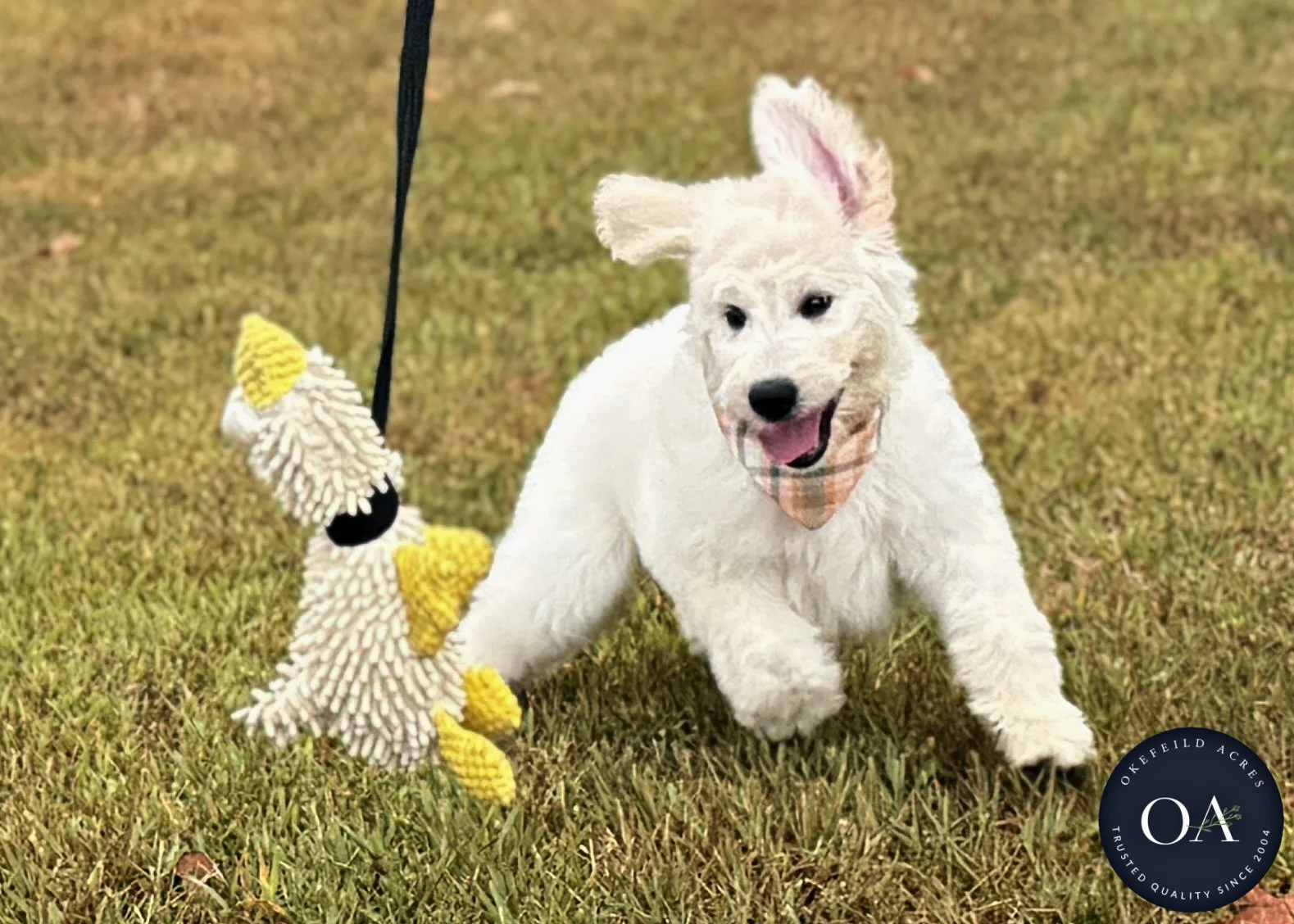 Kiara-F1-Standard-English-Teddy-Bear-Goldendoodle-Puppy-For-Sale-Okefeild-Acres-Missouri-9.jpg