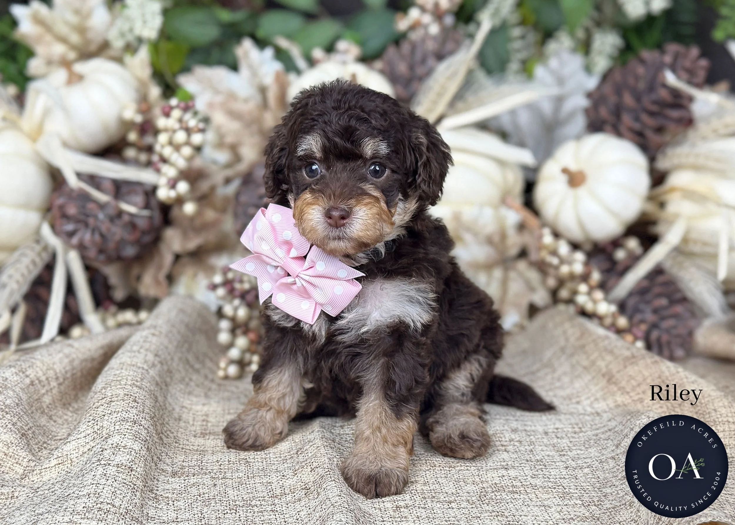 Riley-F2b-Small-English-Teddy-Bear-Goldendoodle-Puppy-For-Sale-Okefeild-Acres-Missouri.jpg (Copy) (Copy)