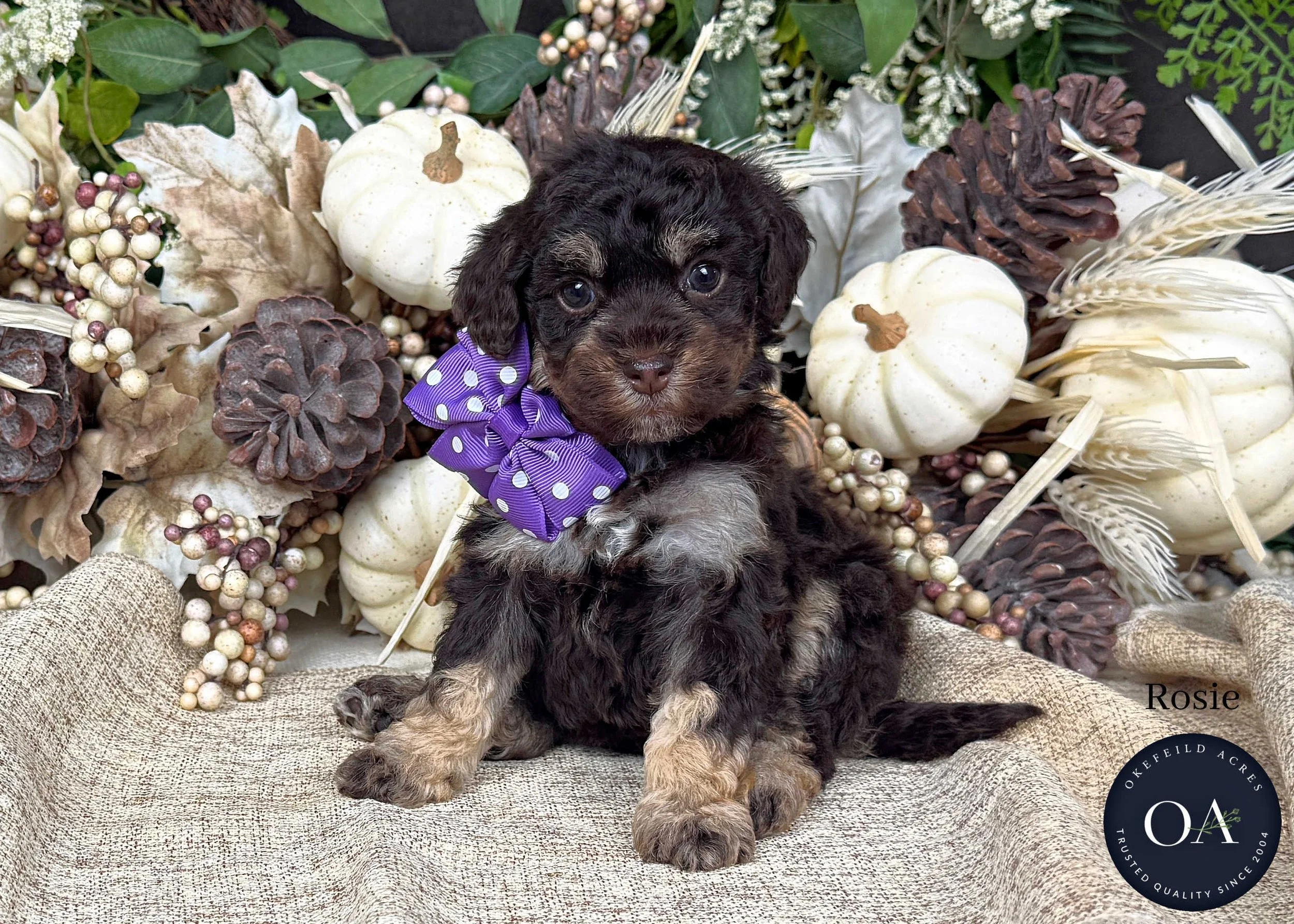 Roxie-F2b-Small-English-Teddy-Bear-Goldendoodle-Puppy-For-Sale-Okefeild-Acres-Missouri.jpg (Copy) (Copy)