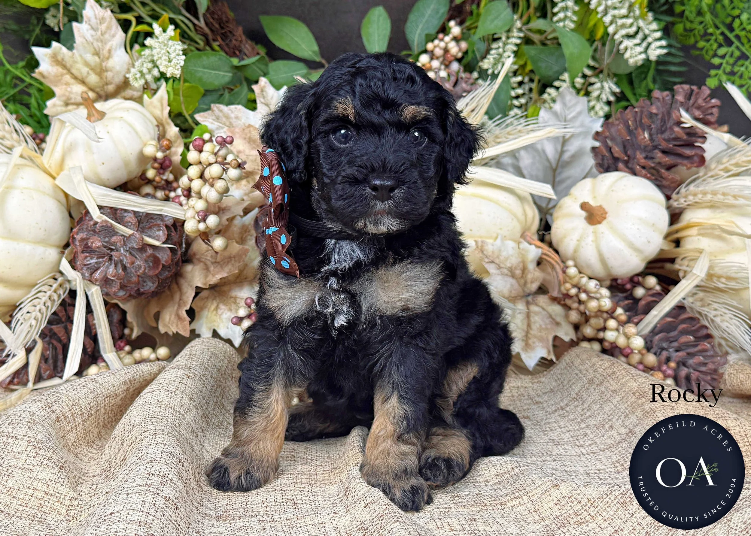 Rocky-F2b-Small-English-Teddy-Bear-Goldendoodle-Puppy-For-Sale-Okefeild-Acres-Missouri.jpg (Copy)