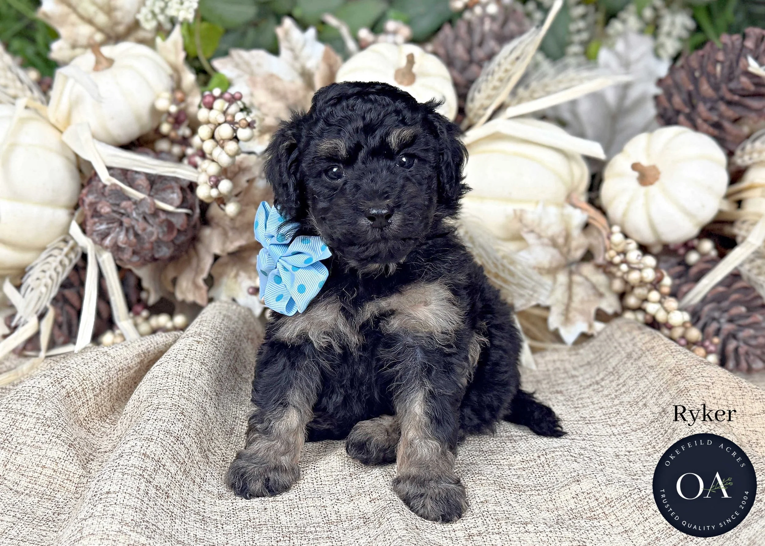Ryker-F2b-Small-English-Teddy-Bear-Goldendoodle-Puppy-For-Sale-Okefeild-Acres-Missouri.jpg (Copy)
