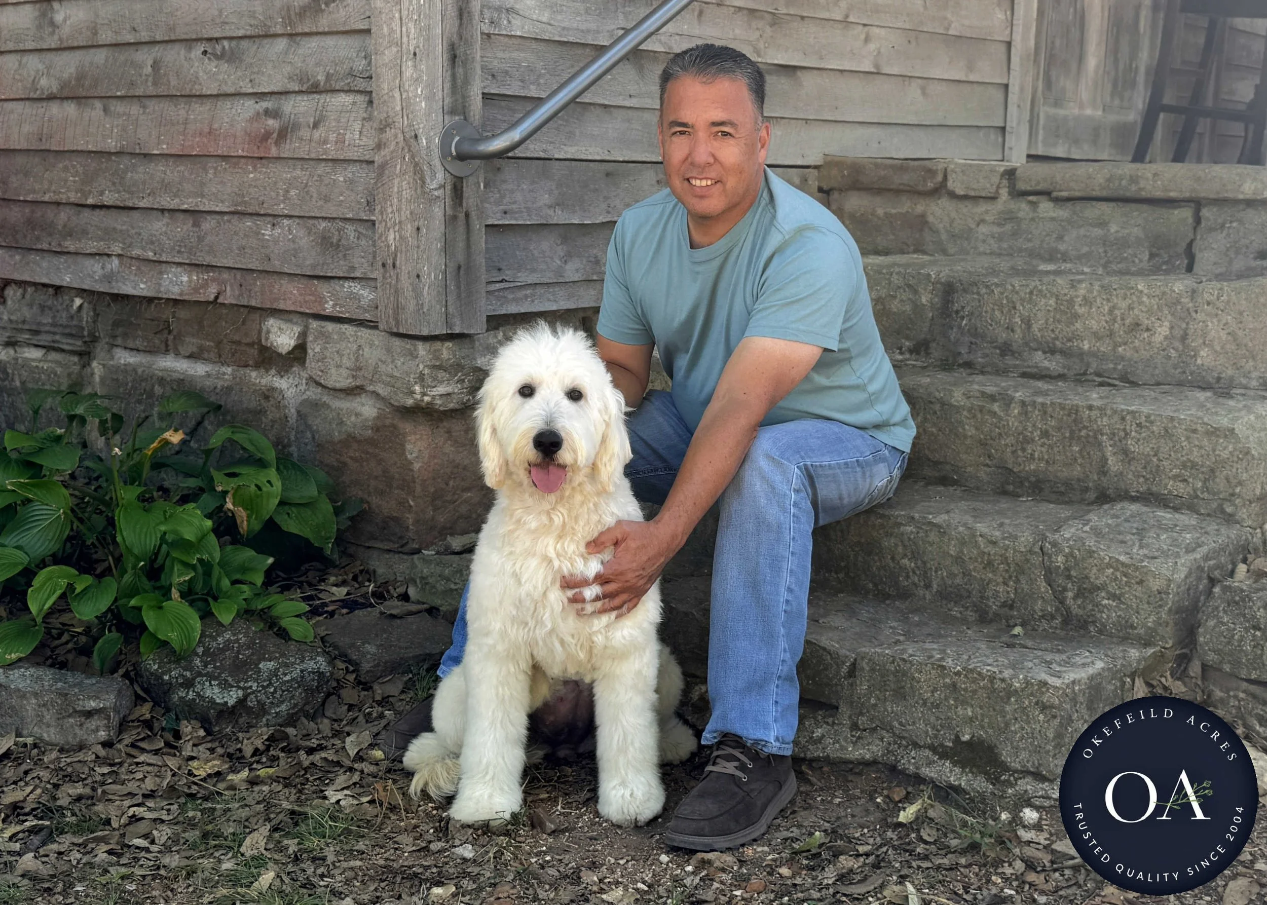 Brooklyn-F1-Standard-English-Teddy-Bear-Goldendoodle-Dam-Okefeild-Acres-Missouri-2.jpg