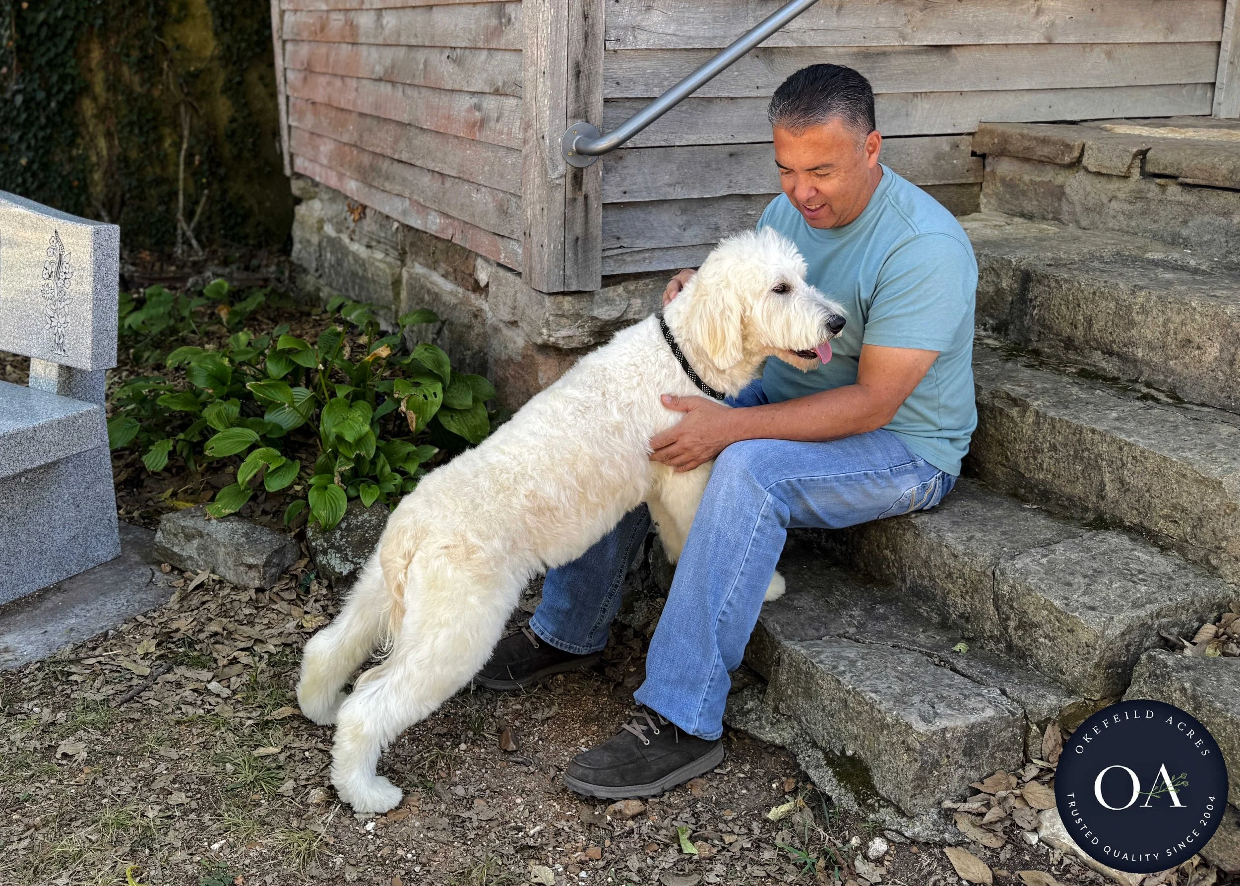 Brooklyn-F1-Standard-English-Teddy-Bear-Goldendoodle-Dam-Okefeild-Acres-Missouri-1.jpg