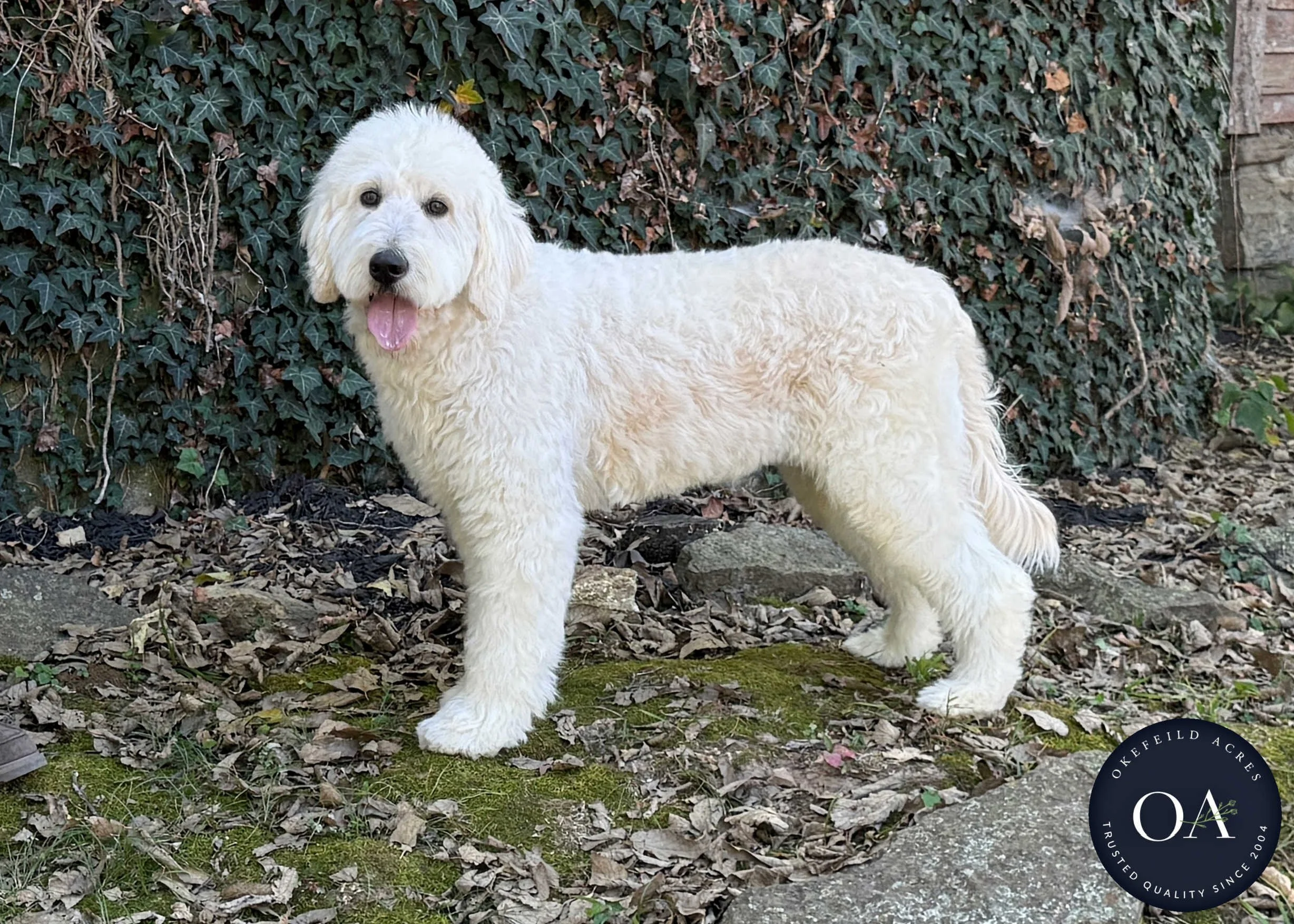 Brooklyn-F1-Standard-English-Teddy-Bear-Goldendoodle-Dam-Okefeild-Acres-Missouri-3.jpg