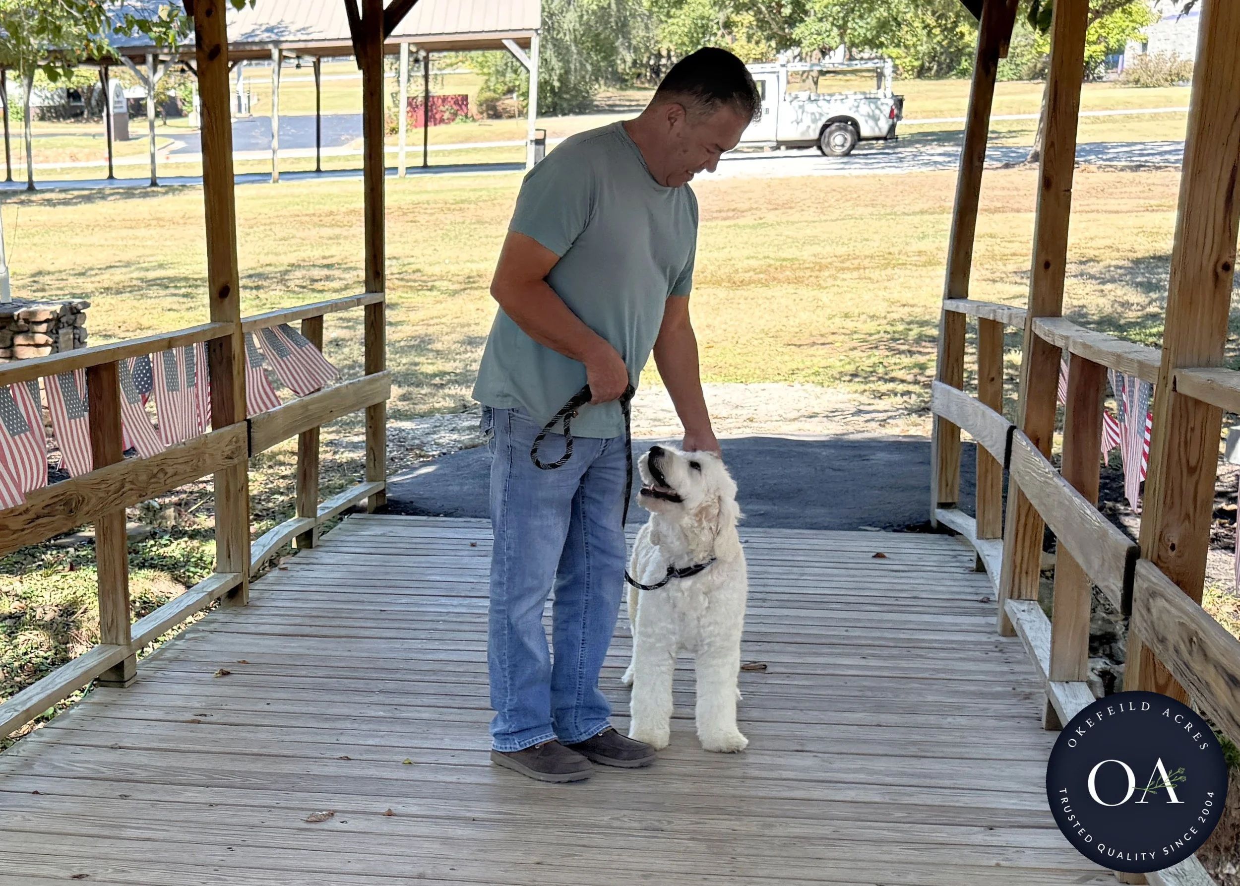 Brooklyn-F1-Standard-English-Teddy-Bear-Goldendoodle-Dam-Okefeild-Acres-Missouri-6.jpg
