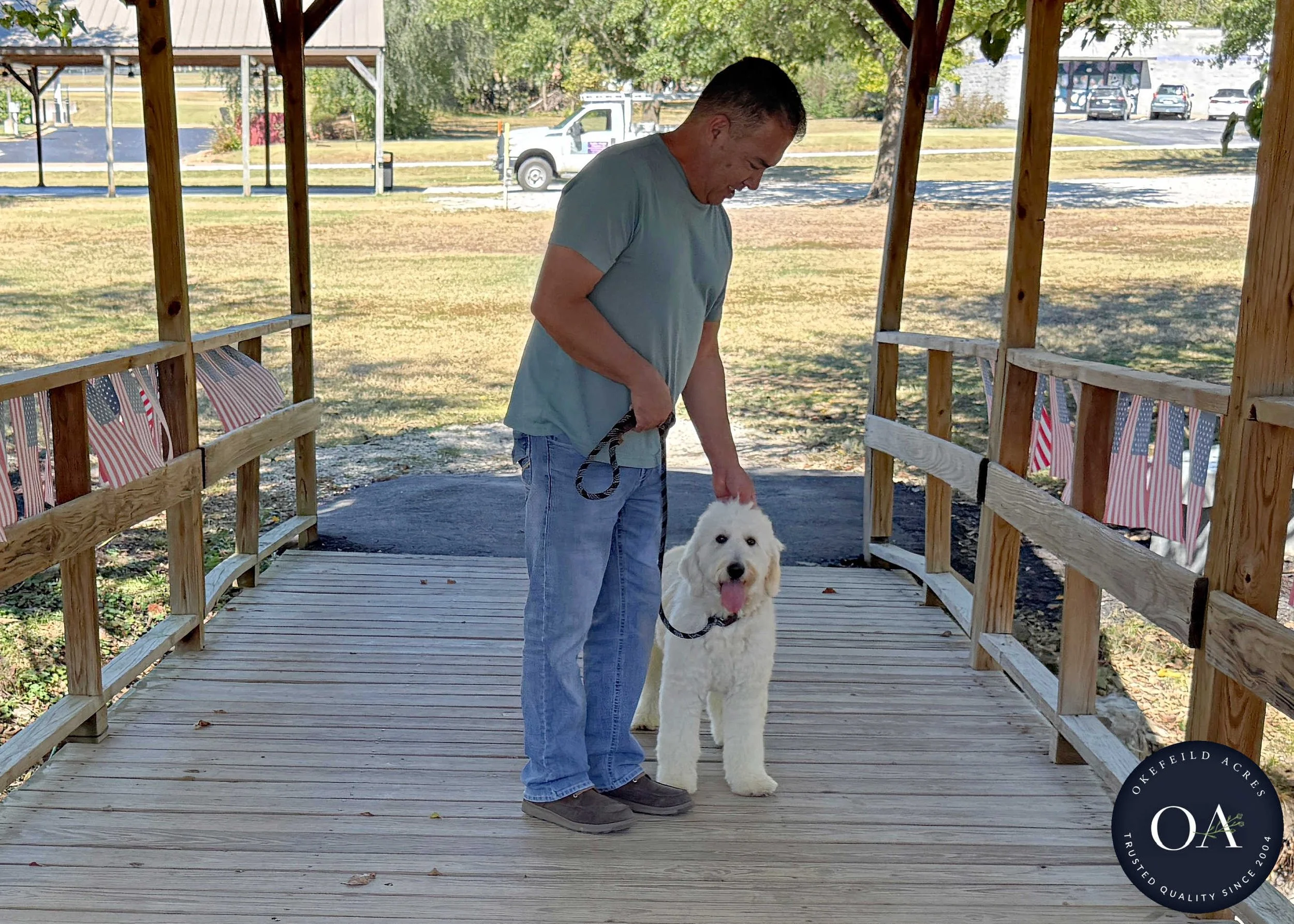 Brooklyn-F1-Standard-English-Teddy-Bear-Goldendoodle-Dam-Okefeild-Acres-Missouri-7.jpg