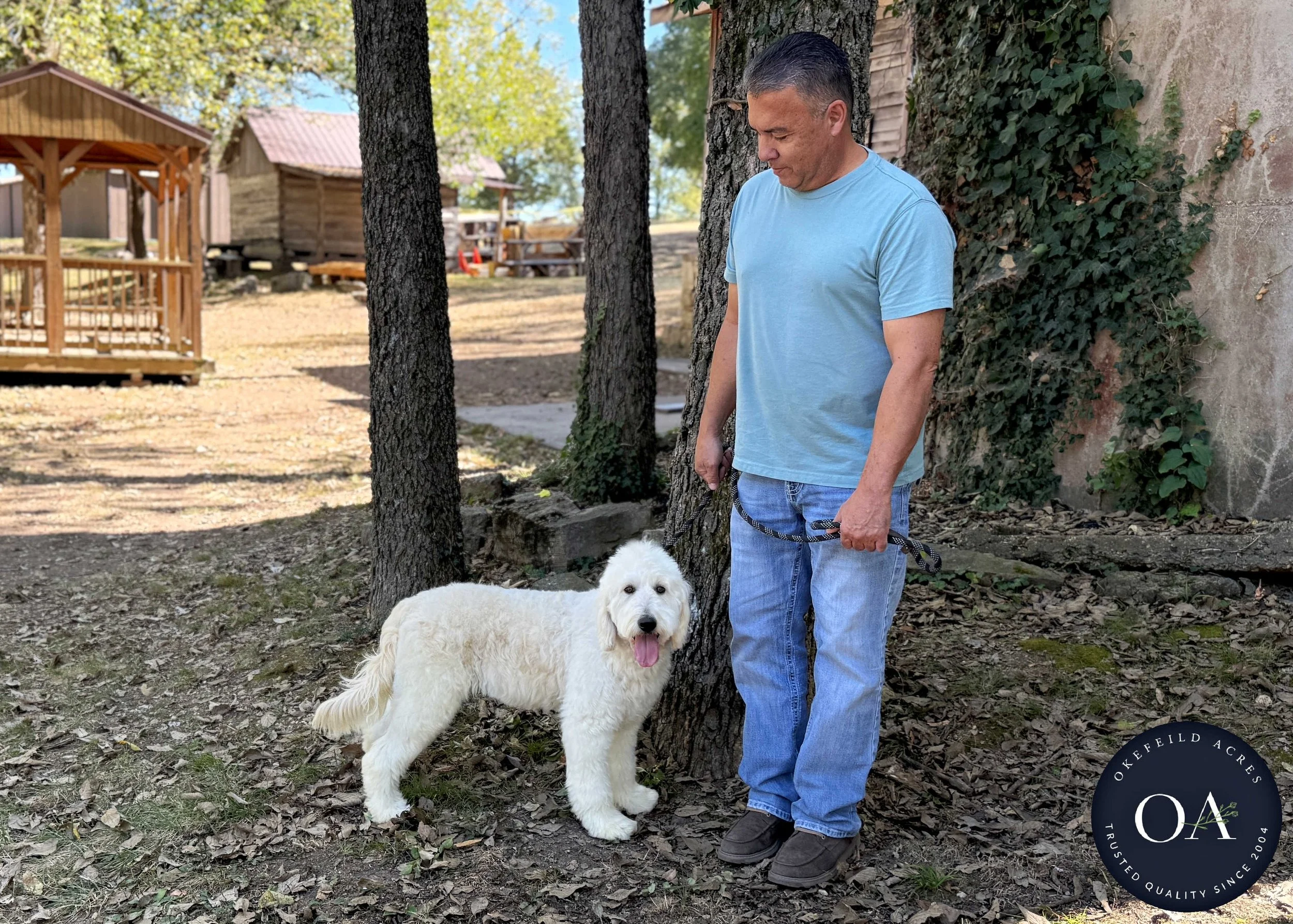 Brooklyn-F1-Standard-English-Teddy-Bear-Goldendoodle-Dam-Okefeild-Acres-Missouri-8.jpg