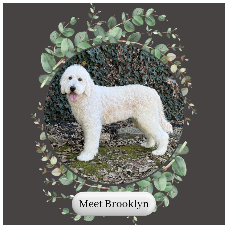 Meet Brooklyn F1 Standard English Teddy Bear Goldendoodle Dam Okefeild Acres Missouri.png