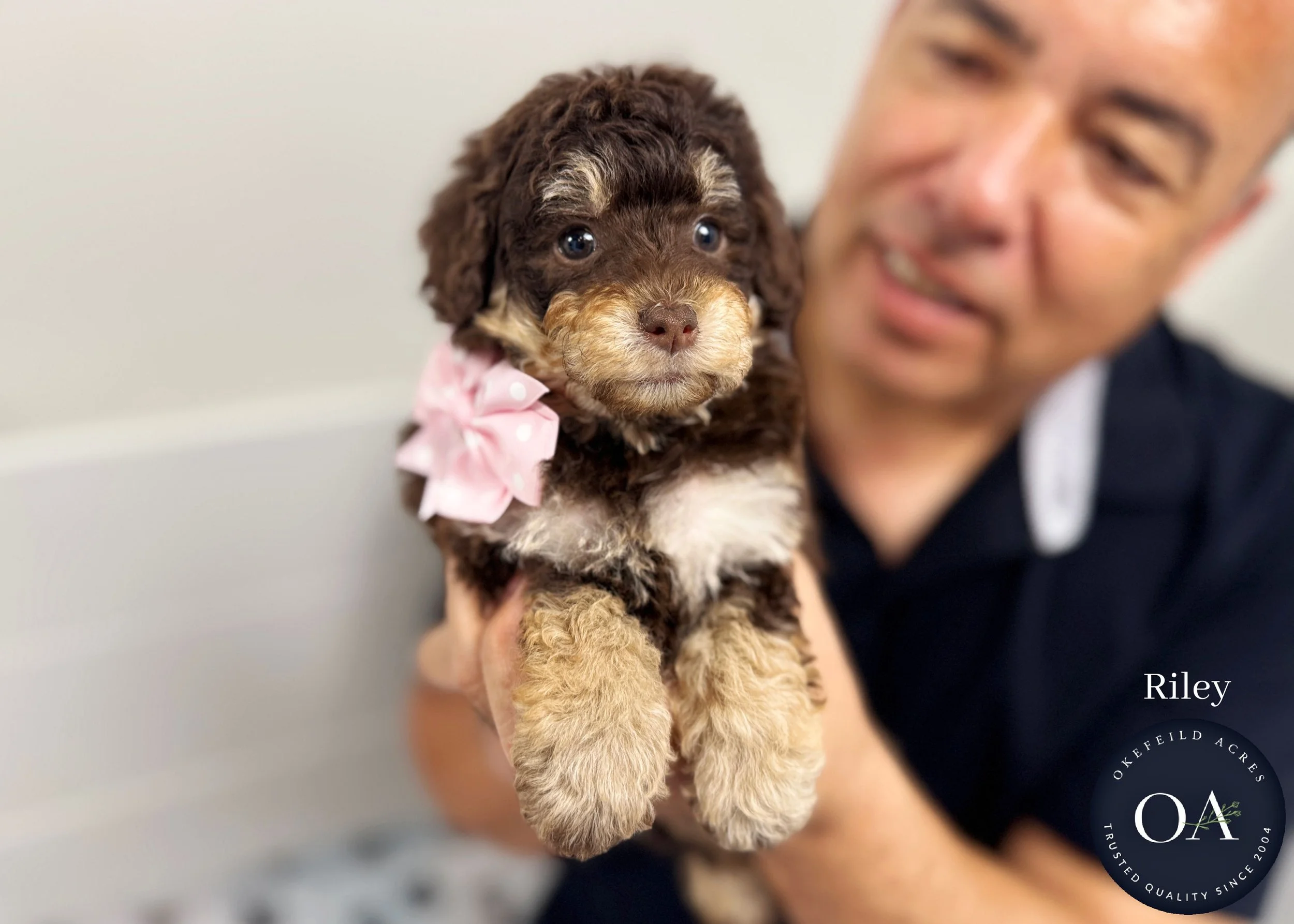 Riley-F2b-Small-English-Teddy-Bear-Goldendoodle-Puppy-For-Sale-Okefeild-Acres-Missouri.jpg (Copy) (Copy)