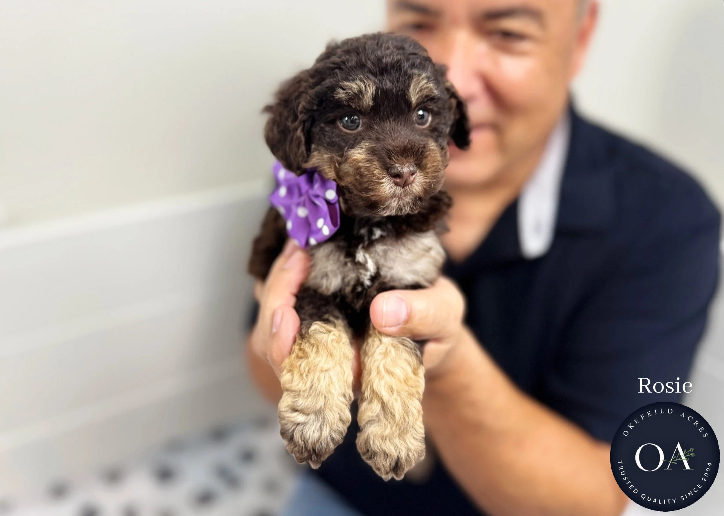 Rosie-F2b-Small-English-Teddy-Bear-Goldendoodle-Puppy-For-Sale-Okefeild-Acres-Missouri.jpg (Copy) (Copy)