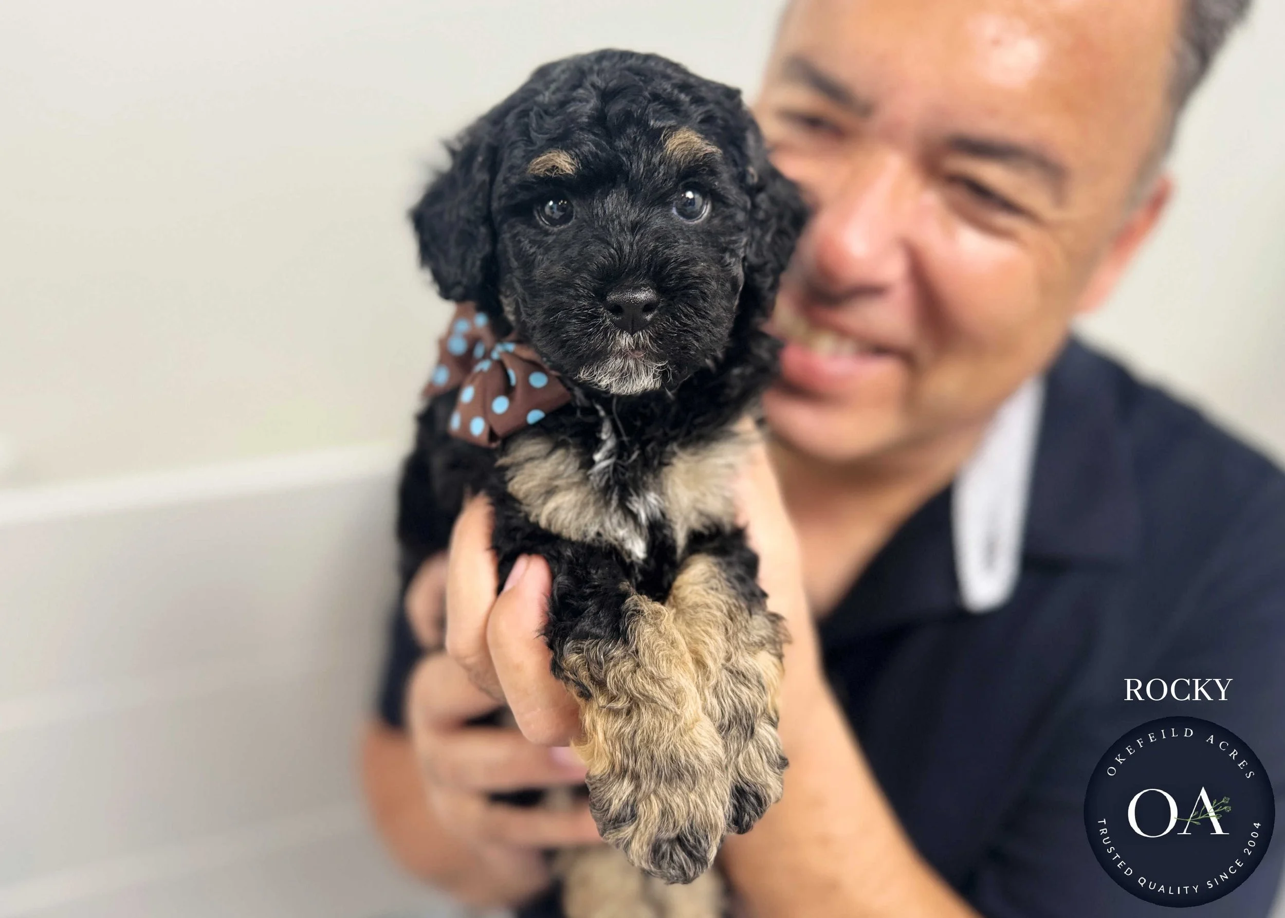 Rocky-F2b-Small-English-Teddy-Bear-Goldendoodle-Puppy-For-Sale-Okefeild-Acres-Missouri.jpg (Copy)