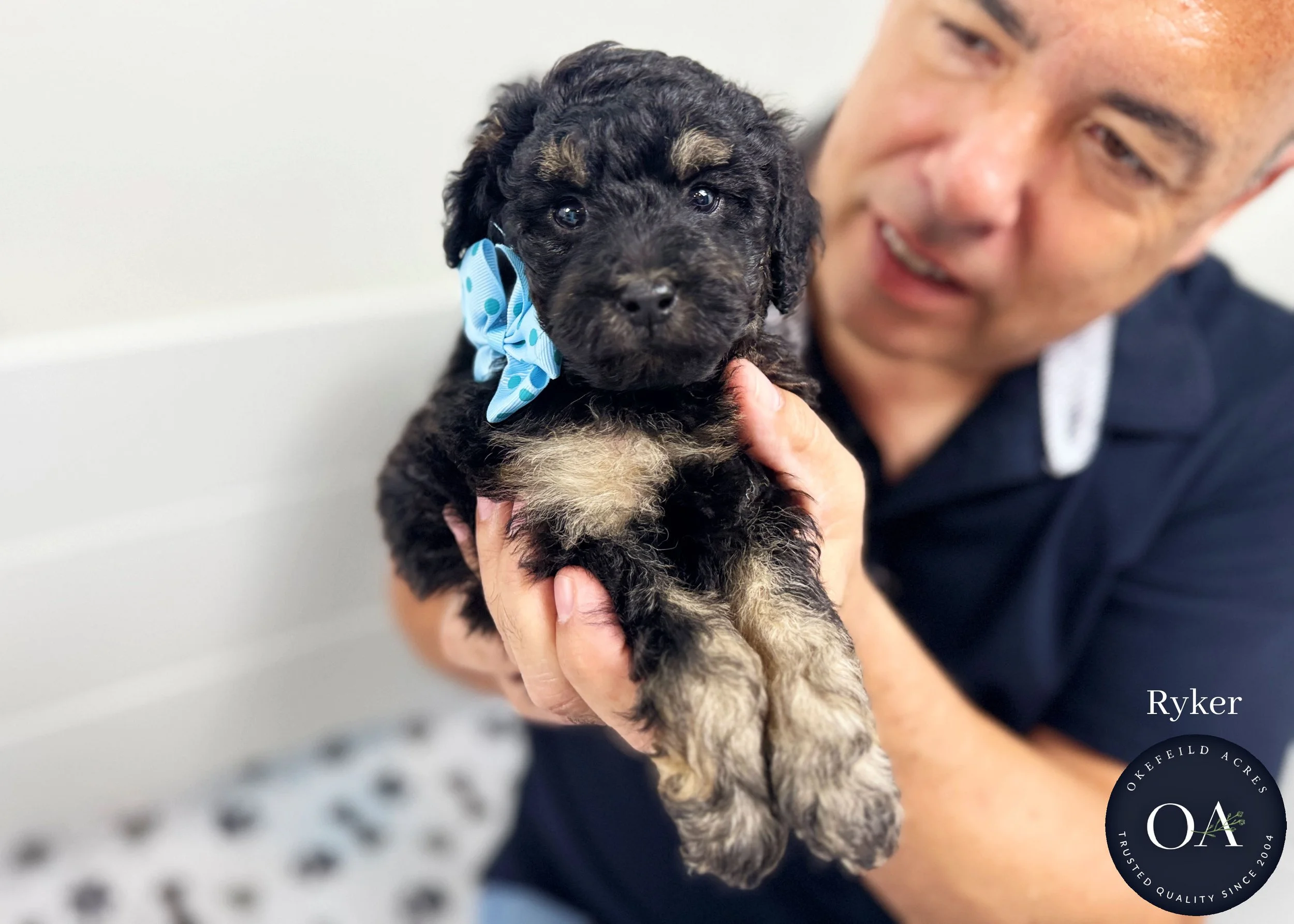 Ryker-F2b-Small-English-Teddy-Bear-Goldendoodle-Puppy-For-Sale-Okefeild-Acres-Missouri.jpg (Copy)