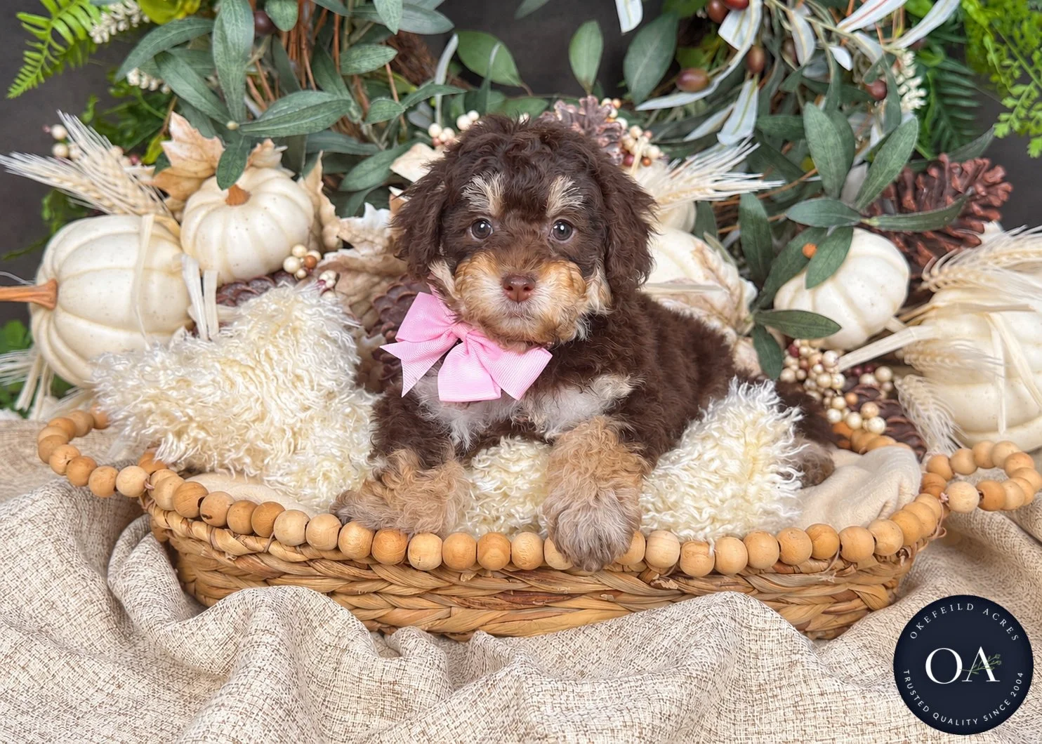 Riley-F2b-Small-English-Teddy-Bear-Goldendoodle-Puppy-For-Sale-Okefeild-Acres-Missouri-1.jpg