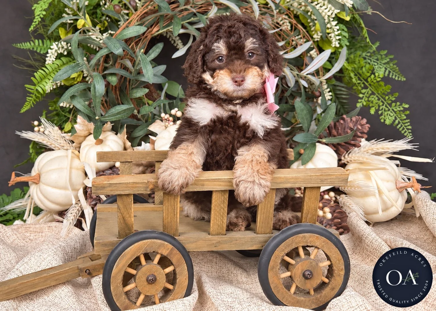 Riley-F2b-Small-English-Teddy-Bear-Goldendoodle-Puppy-For-Sale-Okefeild-Acres-Missouri-2.jpg