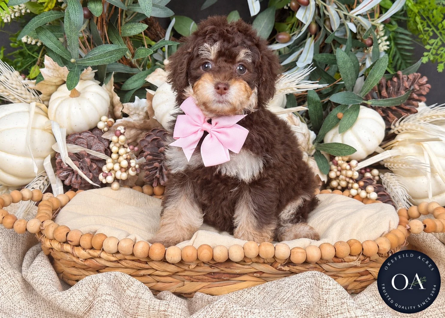 Riley-F2b-Small-English-Teddy-Bear-Goldendoodle-Puppy-For-Sale-Okefeild-Acres-Missouri-3.jpg