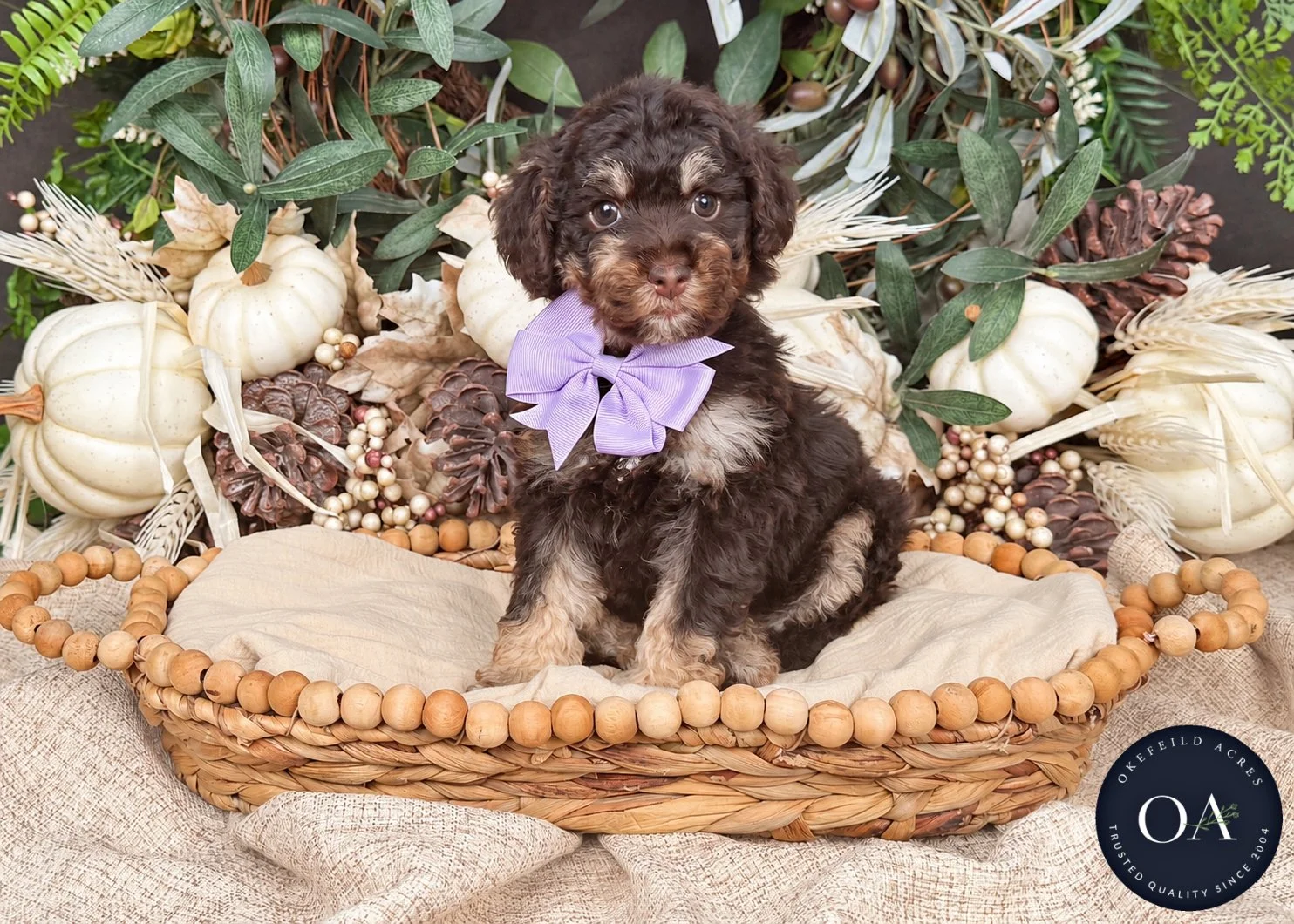 Rosie-F2b-Small-English-Teddy-Bear-Goldendoodle-Puppy-For-Sale-Okefeild-Acres-Missouri-1.jpg
