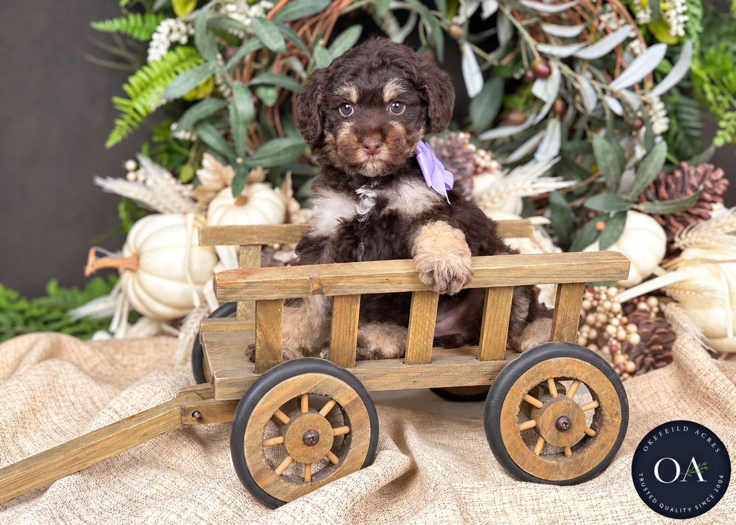 Rosie-F2b-Small-English-Teddy-Bear-Goldendoodle-Puppy-For-Sale-Okefeild-Acres-Missouri-3.jpg