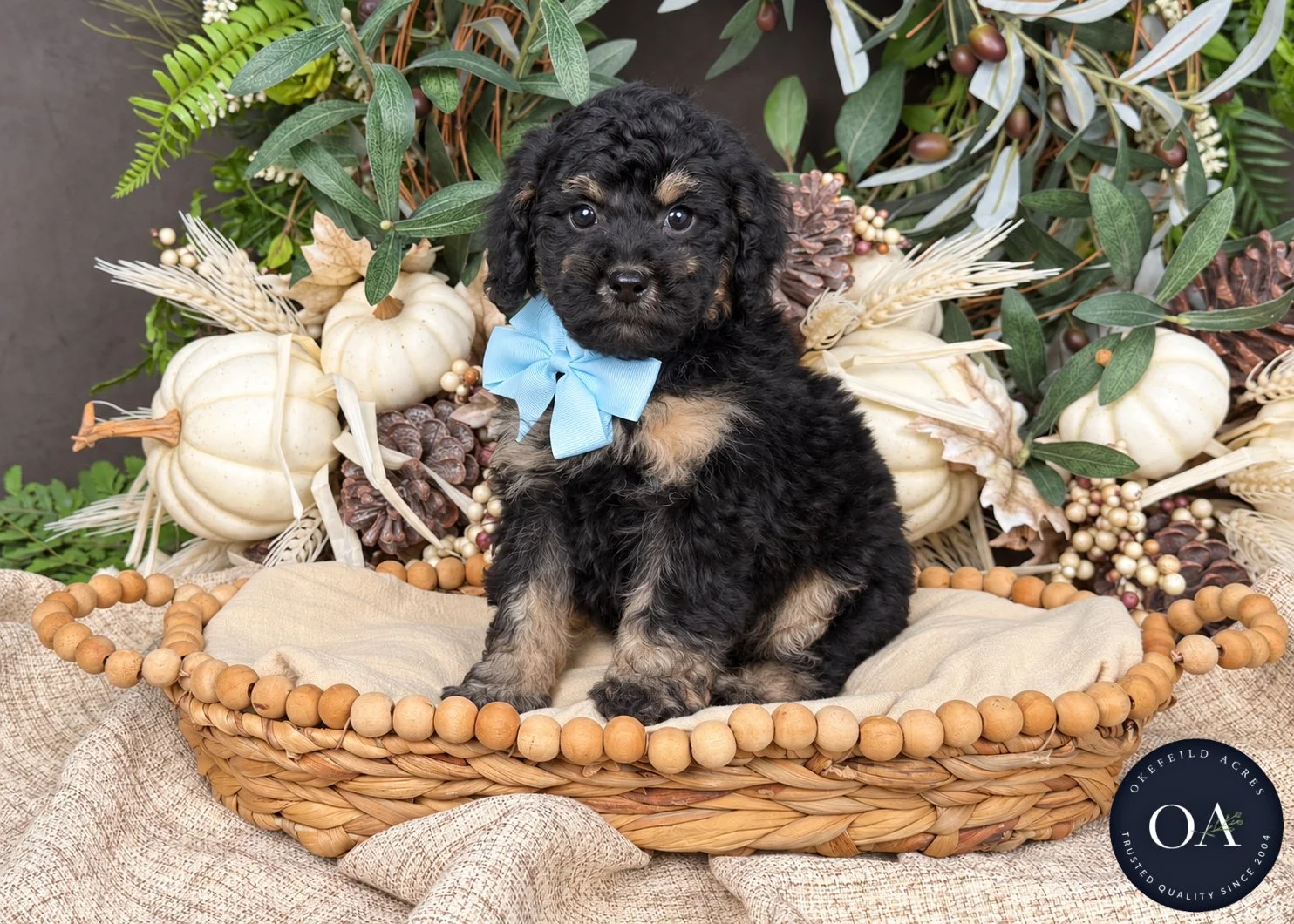 Ryker-F2b-Small-English-Teddy-Bear-Goldendoodle-Puppy-For-Sale-Okefeild-Acres-Missouri-1.jpg