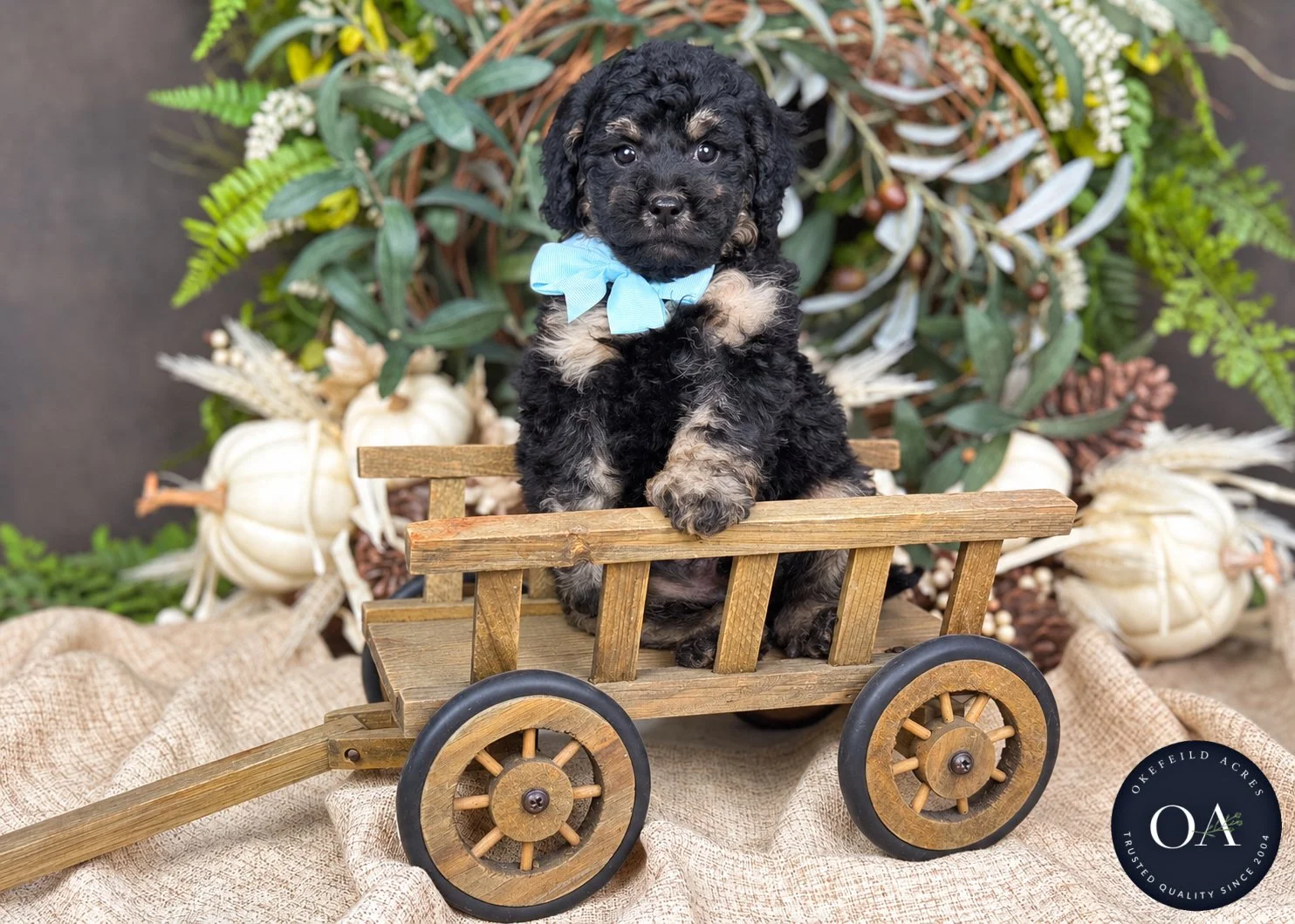 Ryker-F2b-Small-English-Teddy-Bear-Goldendoodle-Puppy-For-Sale-Okefeild-Acres-Missouri-3.jpg