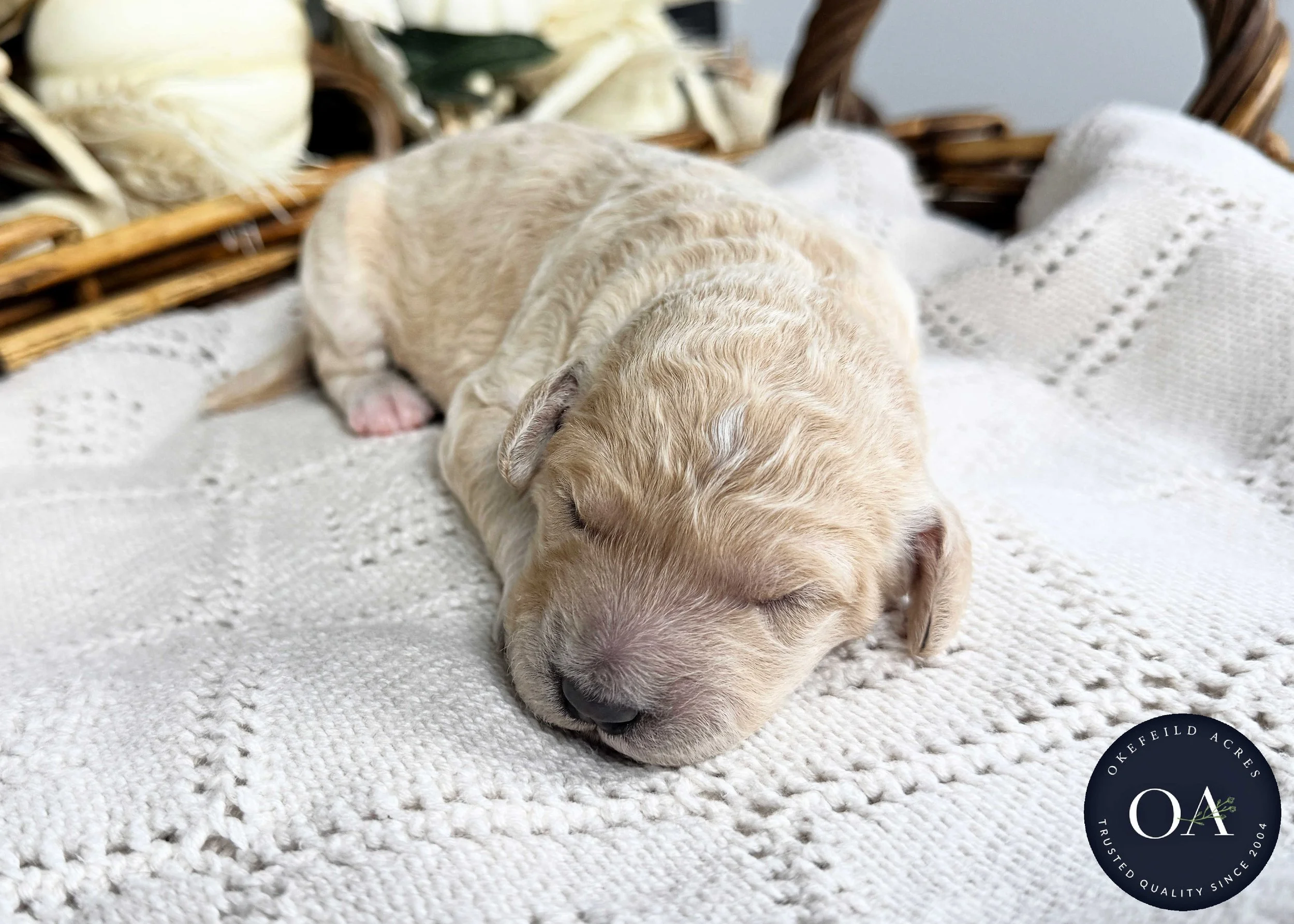 Female-F2b-Medium-English-Teddy-Bear-Goldendoodle-Puppy-For-Sale-Okefeild-Acres-Missouri-1.jpg