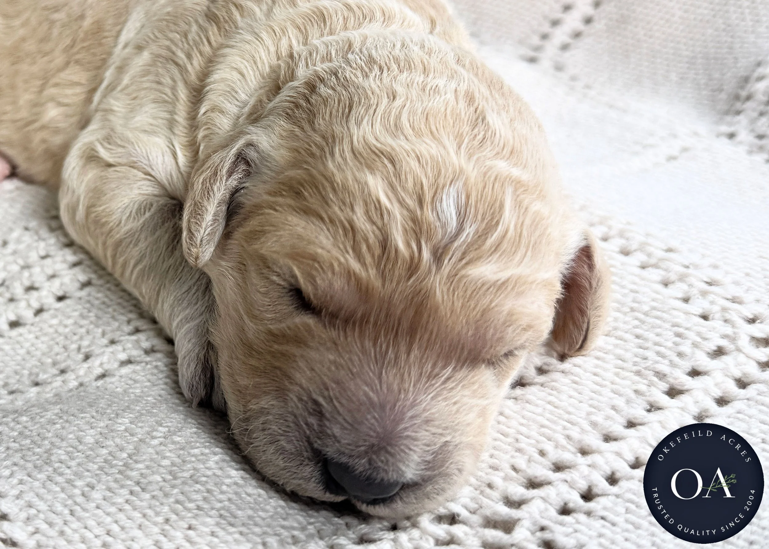 Female-F2b-Medium-English-Teddy-Bear-Goldendoodle-Puppy-For-Sale-Okefeild-Acres-Missouri-2.jpg
