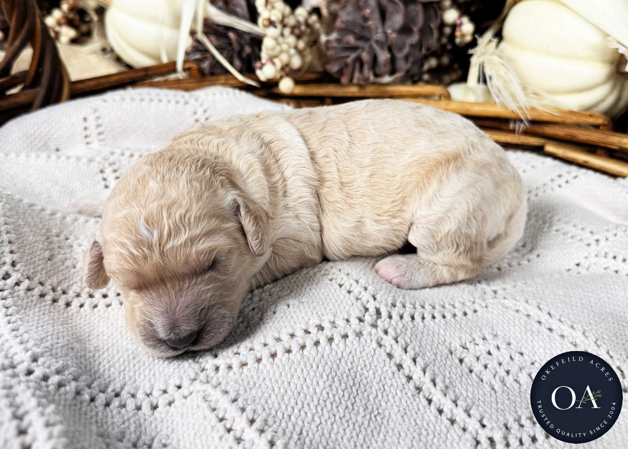 Female-F2b-Medium-English-Teddy-Bear-Goldendoodle-Puppy-For-Sale-Okefeild-Acres-Missouri-3.jpg