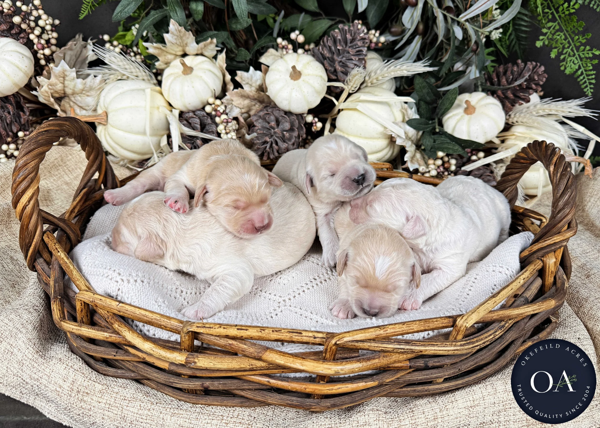 Male-F2b-Medium-English-Teddy-Bear-Goldendoodle-Puppies-For-Sale-Okefeild-Acres-Missouri-1.jpg