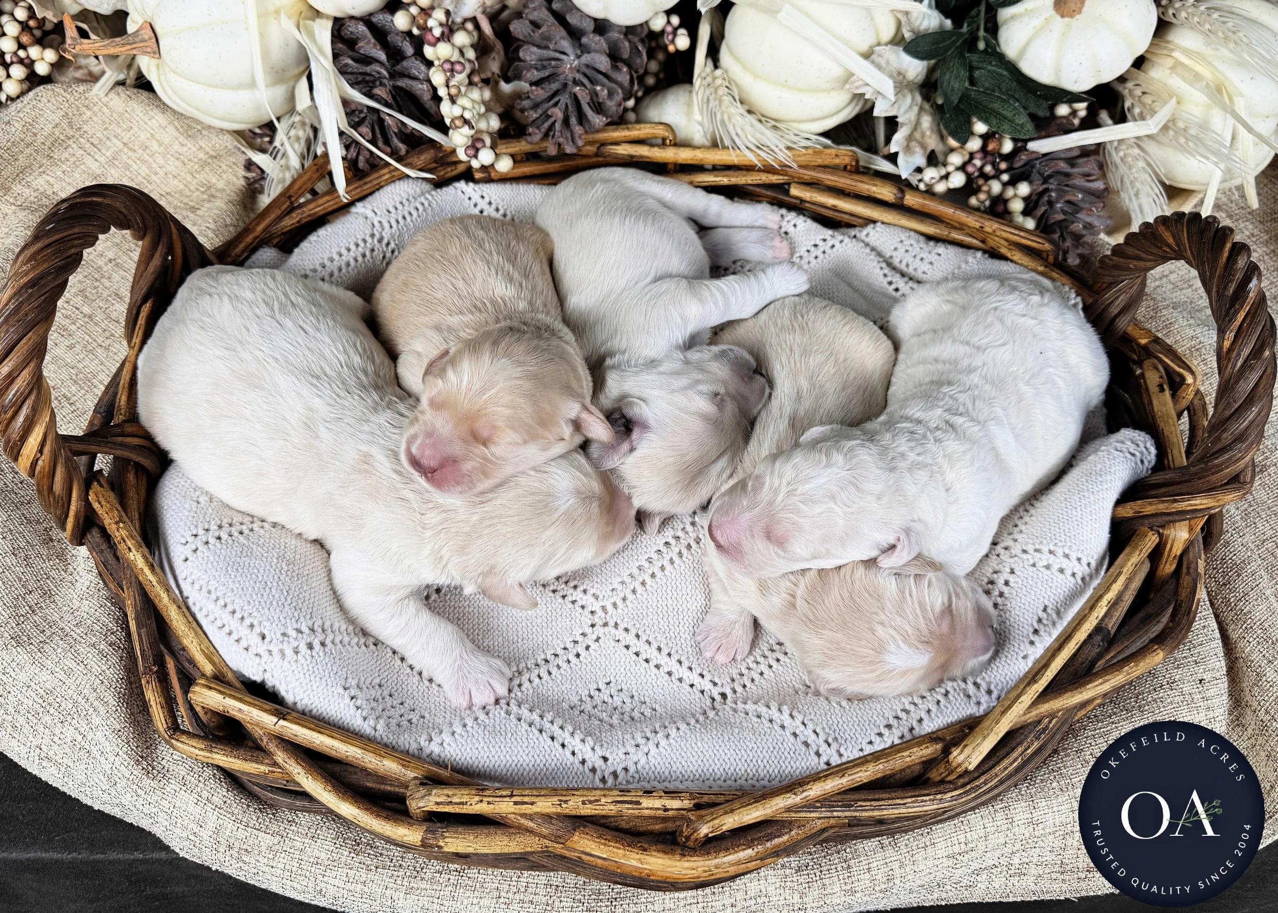 Male-F2b-Medium-English-Teddy-Bear-Goldendoodle-Puppies-For-Sale-Okefeild-Acres-Missouri-3.jpg