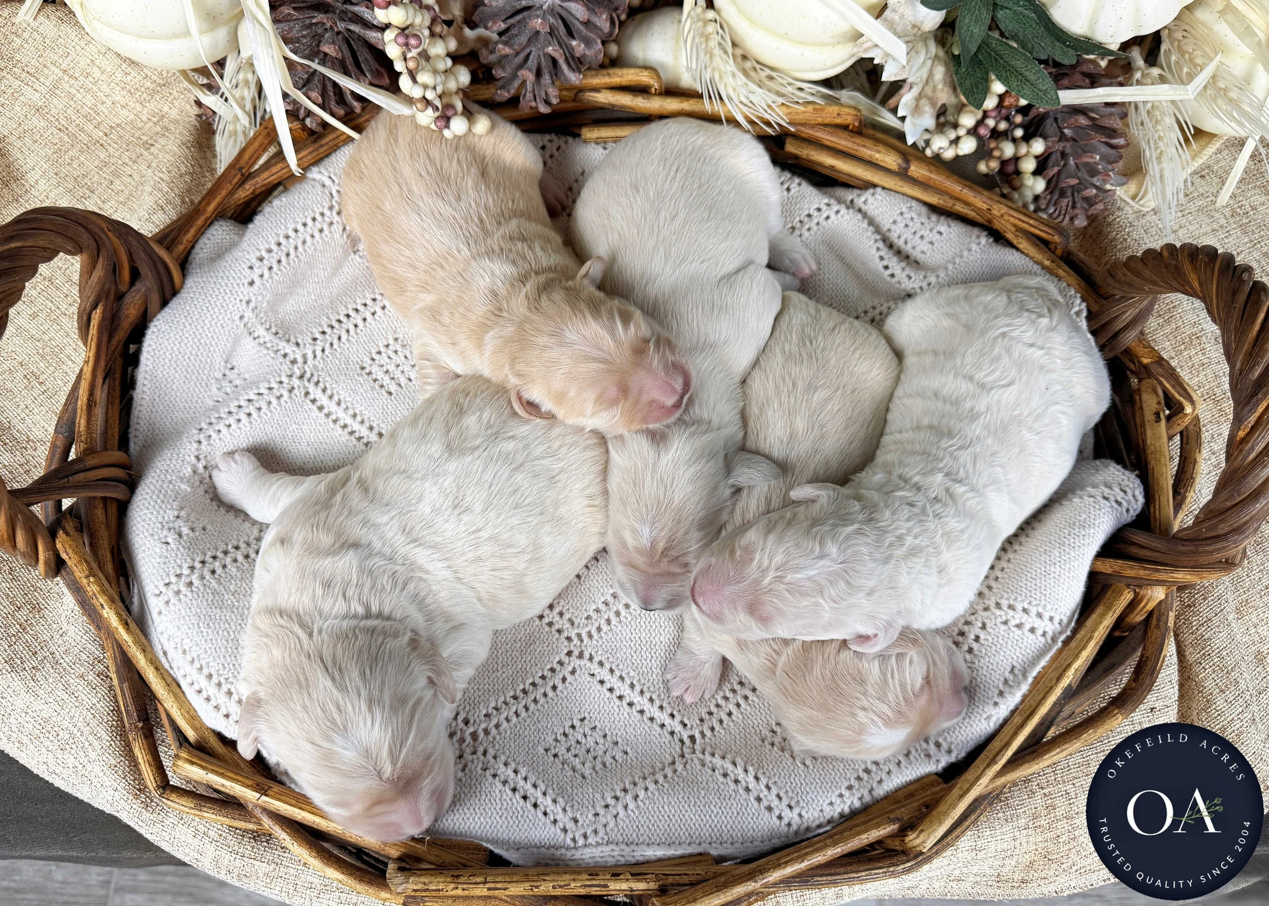 Male-F2b-Medium-English-Teddy-Bear-Goldendoodle-Puppies-For-Sale-Okefeild-Acres-Missouri-2.jpg