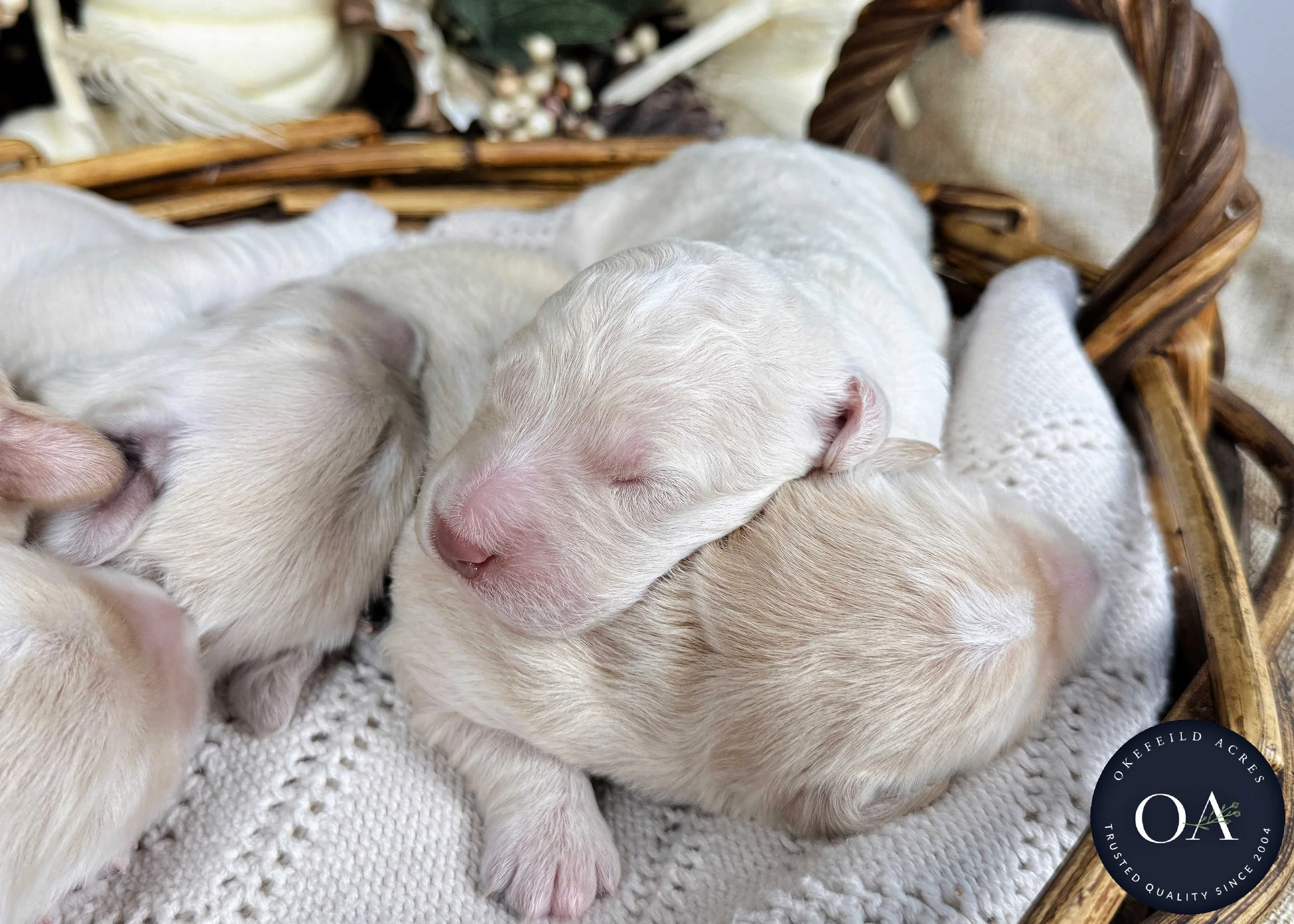 Male-F2b-Medium-English-Teddy-Bear-Goldendoodle-Puppies-For-Sale-Okefeild-Acres-Missouri-4.jpg