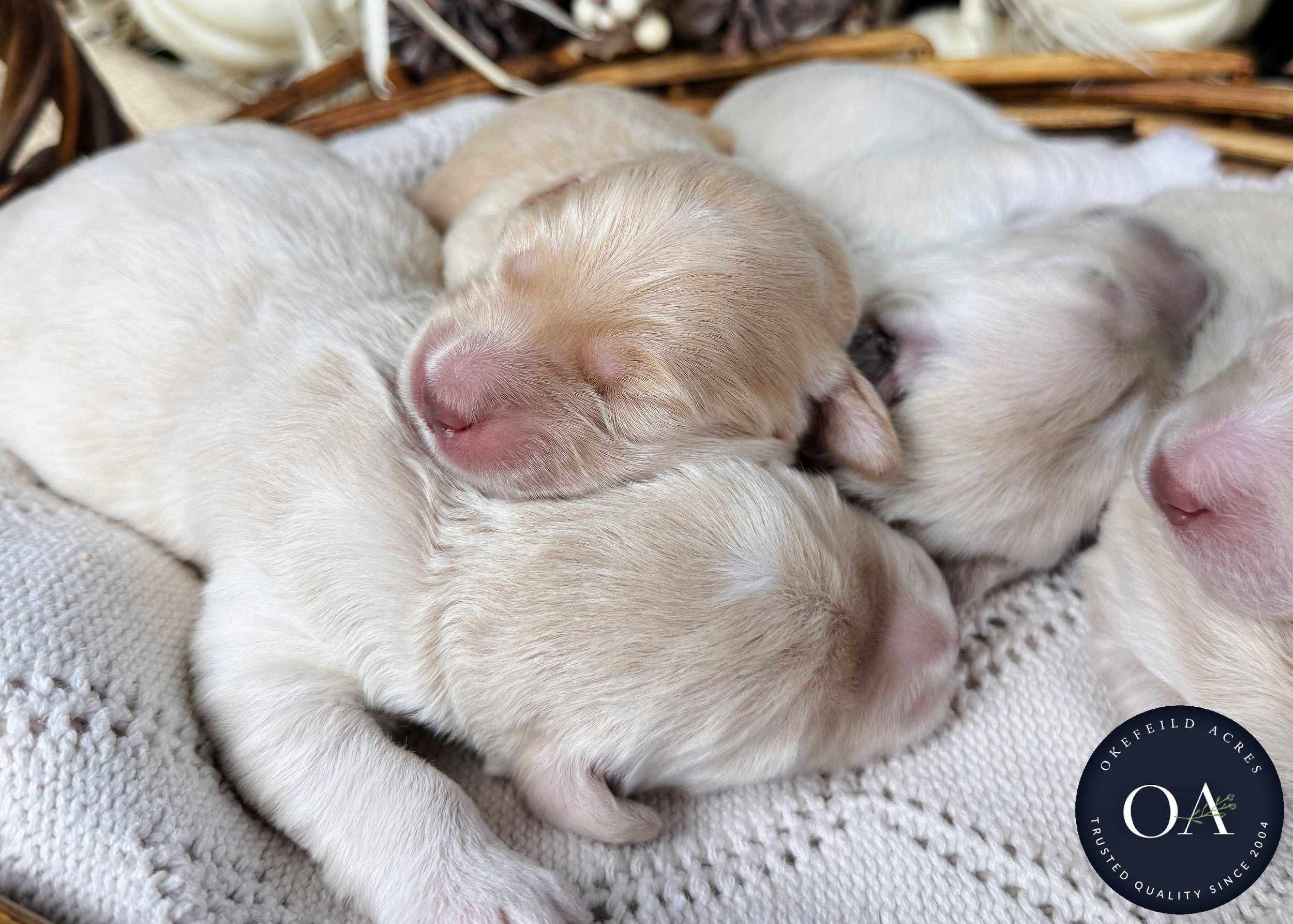 Male-F2b-Medium-English-Teddy-Bear-Goldendoodle-Puppies-For-Sale-Okefeild-Acres-Missouri-5.jpg
