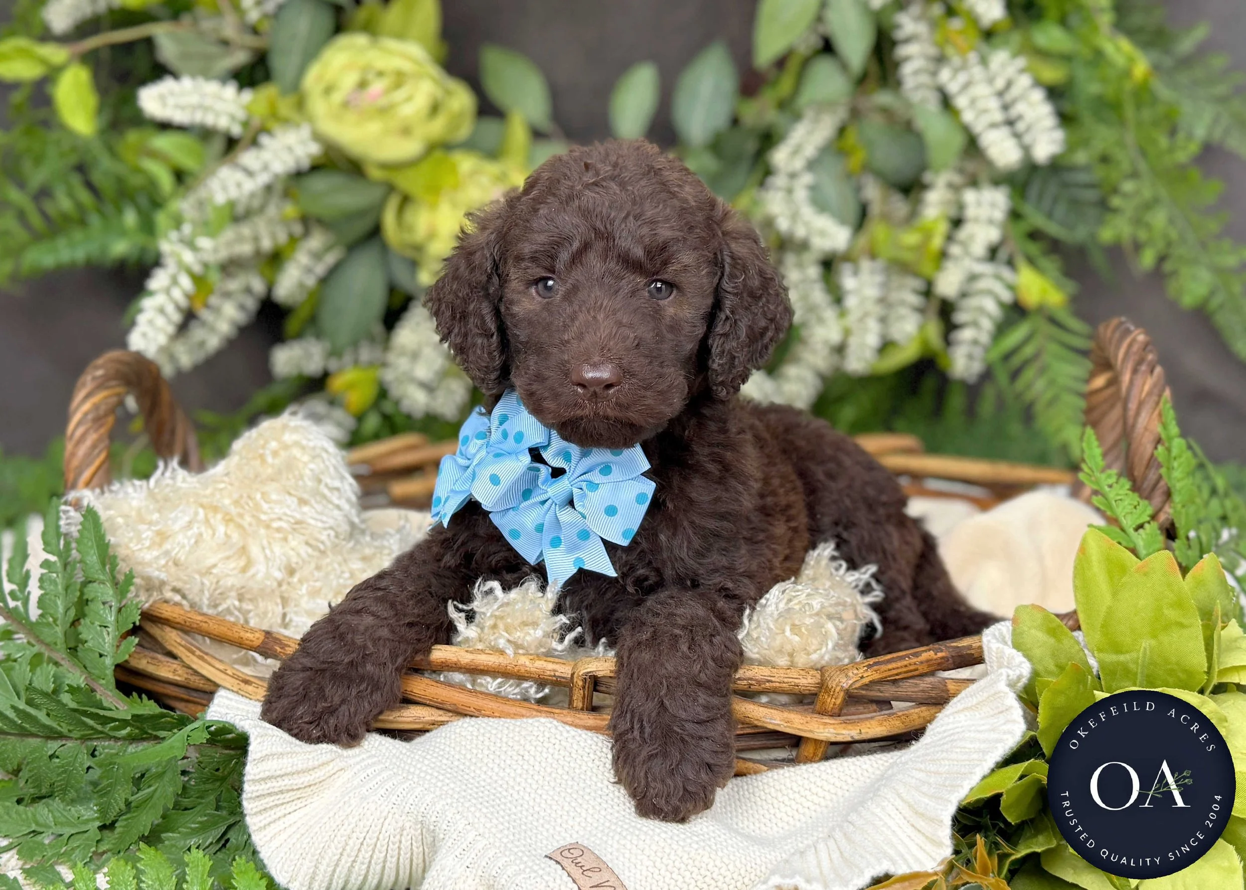 Brown F1b Standard English Teddy Bear Goldendoodle Puppy For Sale Okefeild Acres Missouri