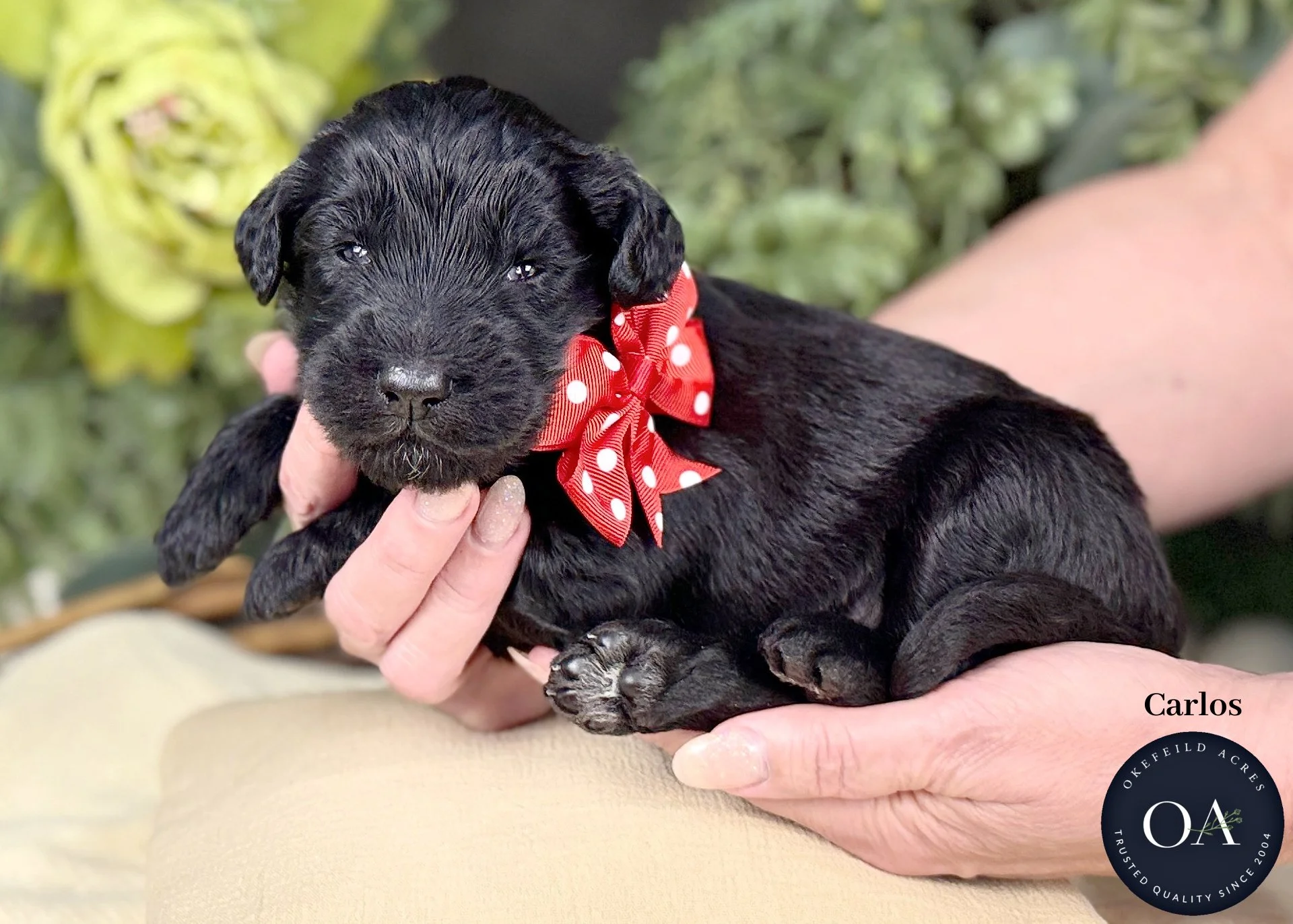 Carlos Black Male F1b Standard English Teddy Bear Goldendoodle Puppy For Sale Okefeild Acres Missouri