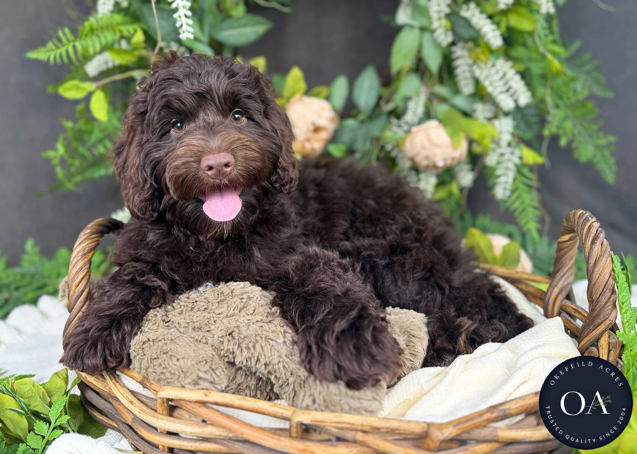 Merrilee F2b Mini English Teddy Bear Goldendoodle Puppy For Sale Okefeild Acres Missouri