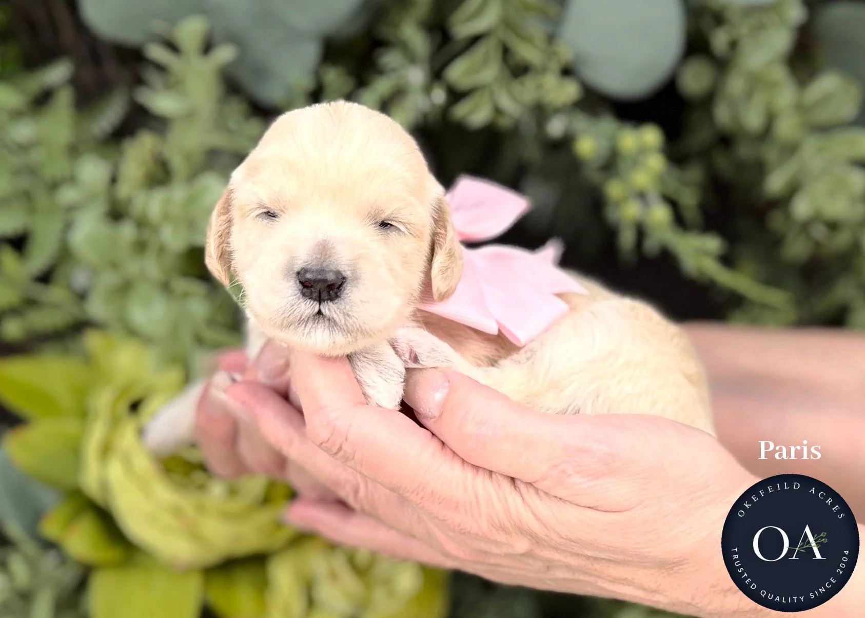 Cream Female F2b Mini English Teddy Bear Goldendoodle Puppies For Sale Okefeild Acres Missouri