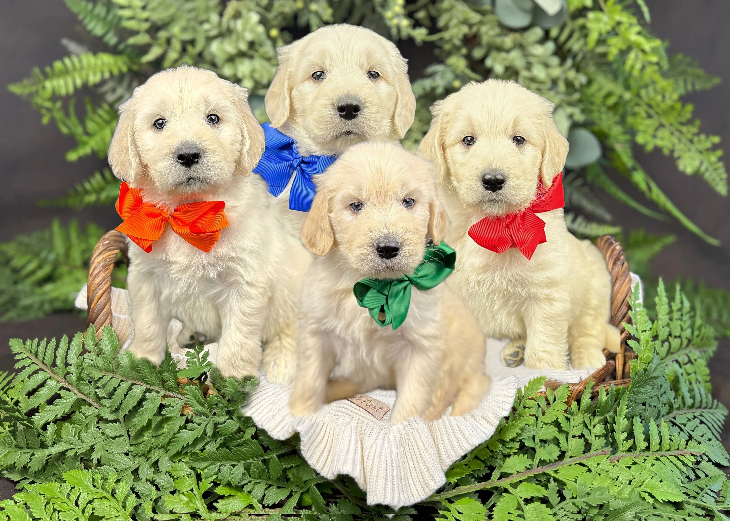 Cream F1 Standard English Teddy Bear Goldendoodle Puppies For Sale Okefeild Acres Missouri