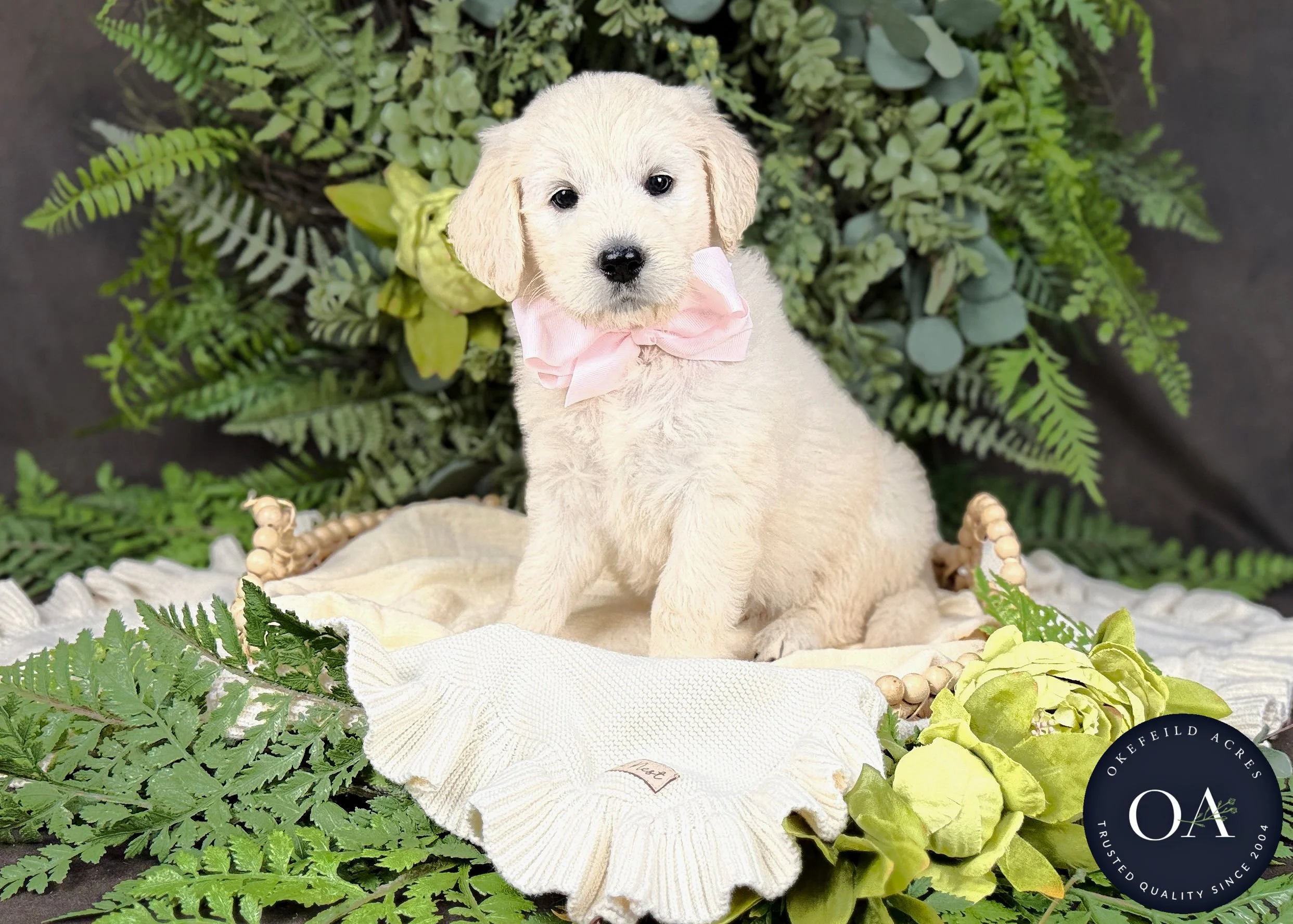 Cream F1 Standard English Teddy Bear Goldendoodle Puppy For Sale Okefeild Acres Missouri