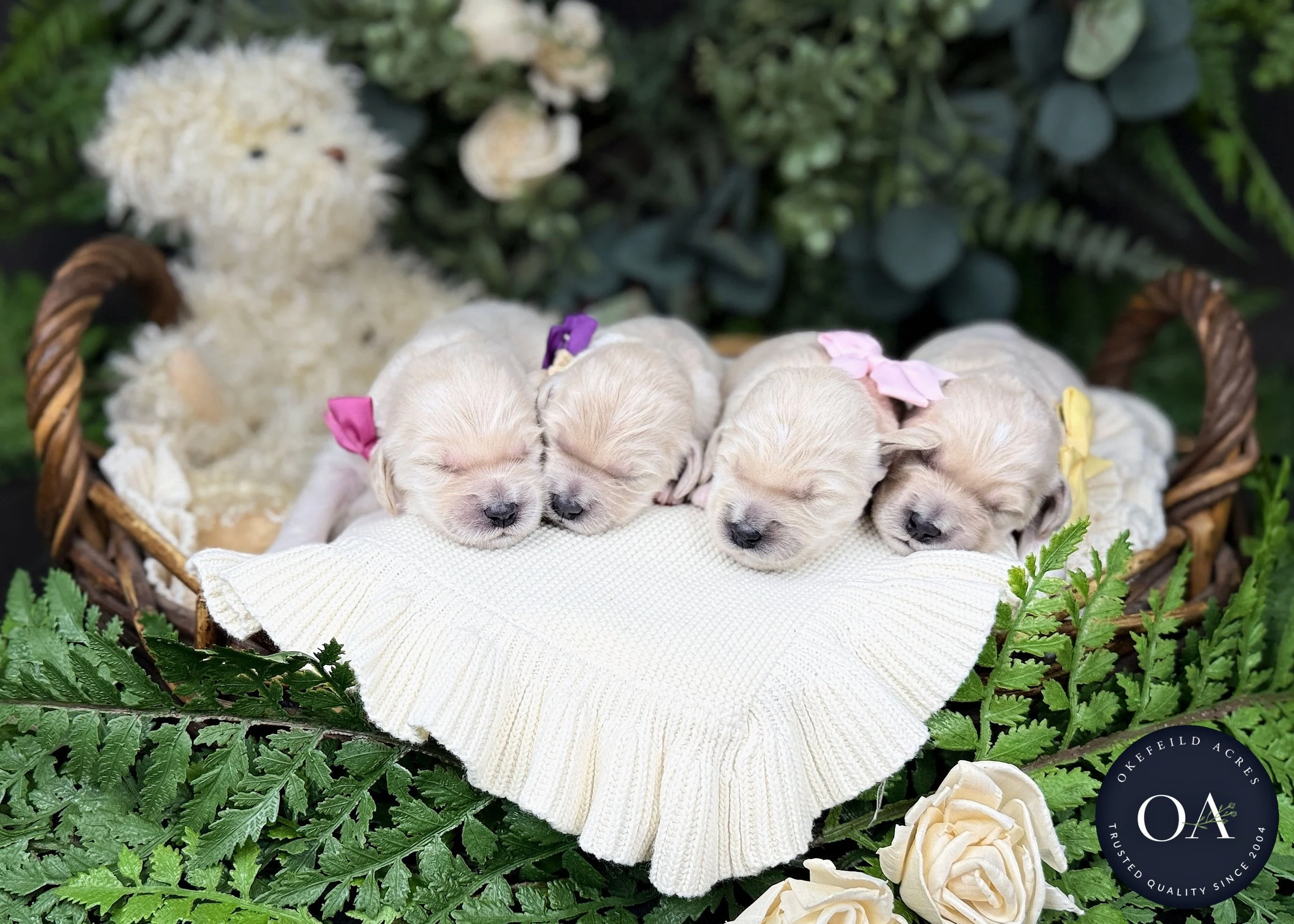 Cream F2b Medium English Teddy Bear Goldendoodle Puppies For Sale Okefeild Acres Missouri