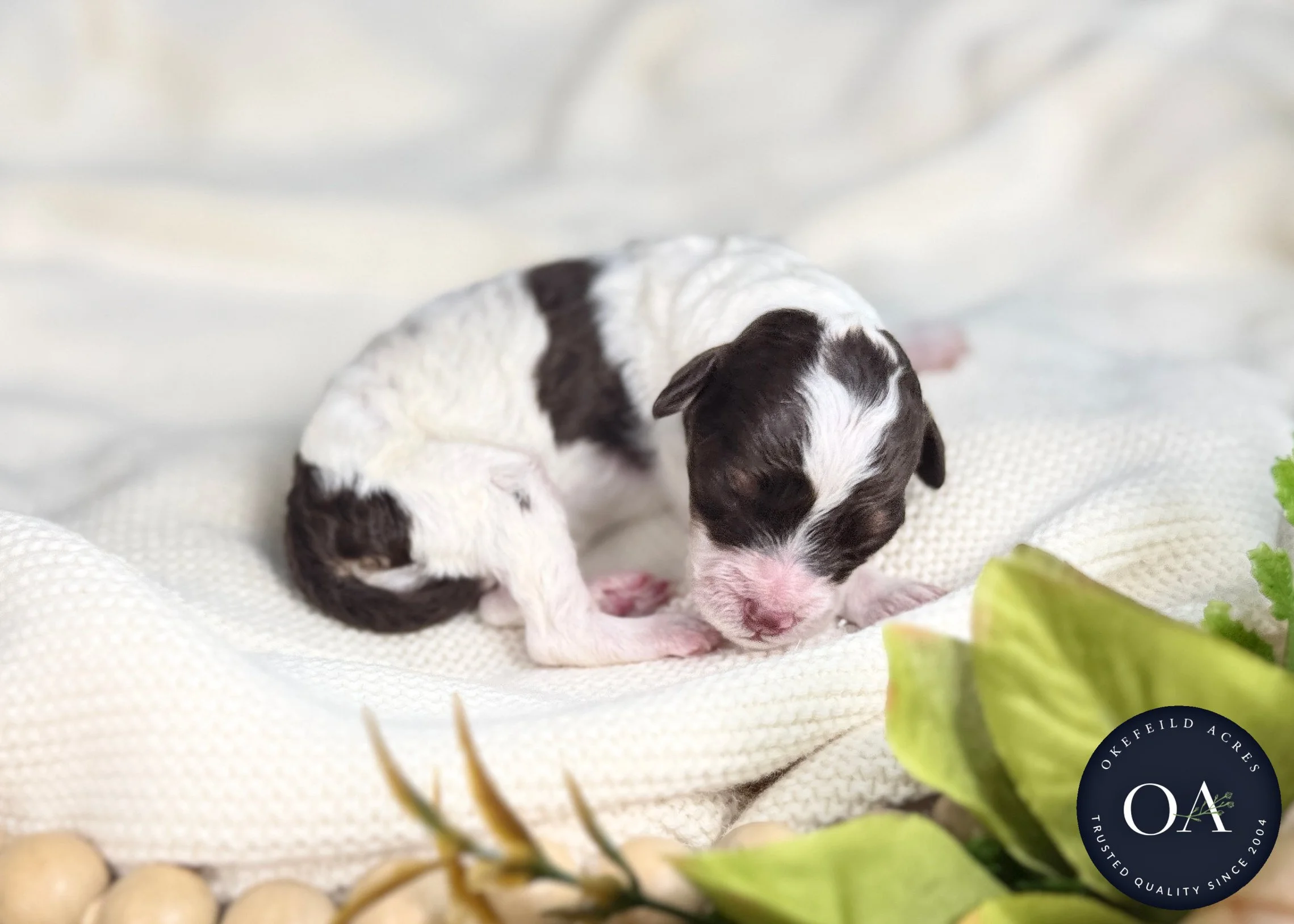 Parti Female Small English Teddy Bear Goldendoodle Puppy For Sale Okefeild Acres Missouri