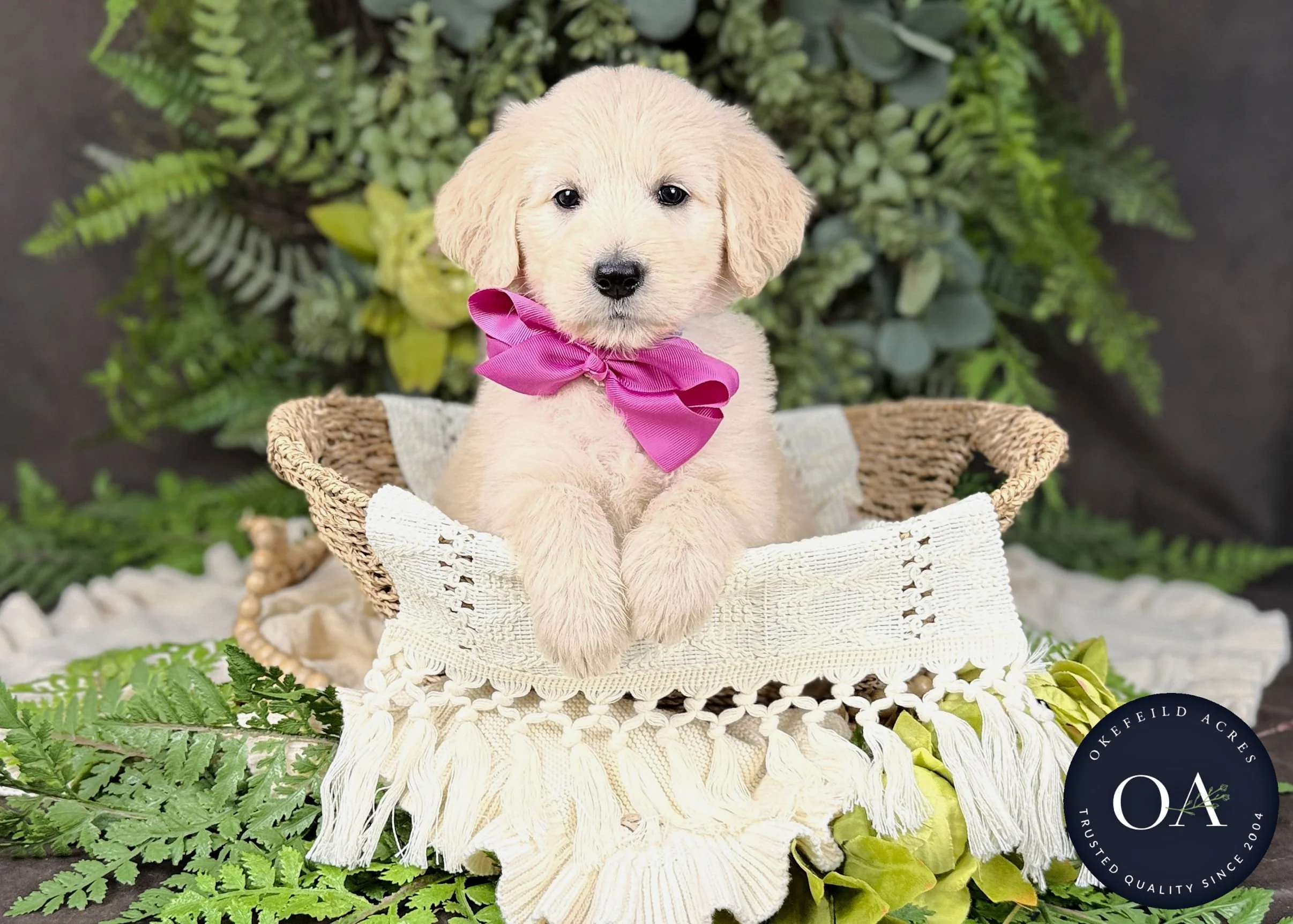 Cream F1 Standard English Teddy Bear Goldendoodle Puppies For Sale Okefeild Acres Missouri