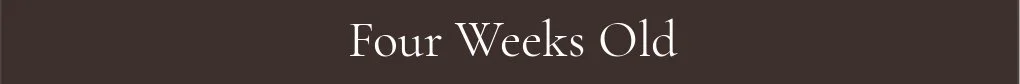 Four Weeks Old